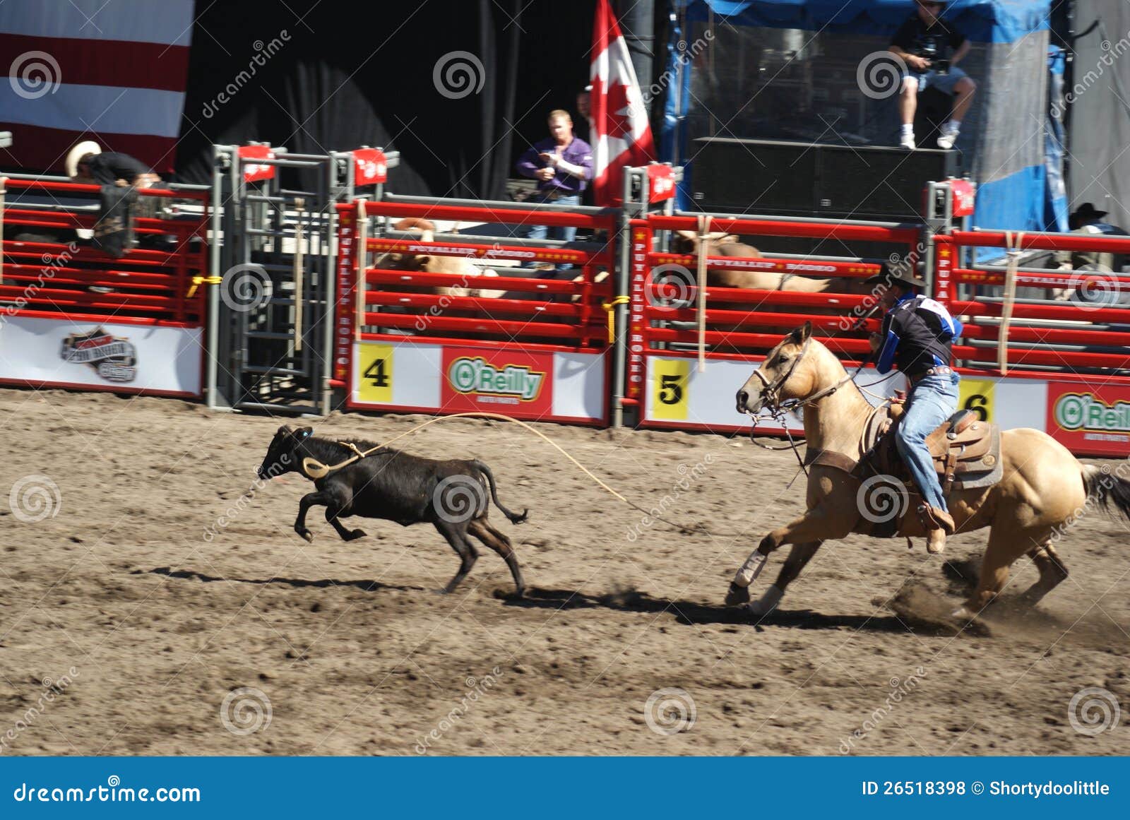 Cowboy Tie Down Roping Editorial Stock Photo Image Of Rope