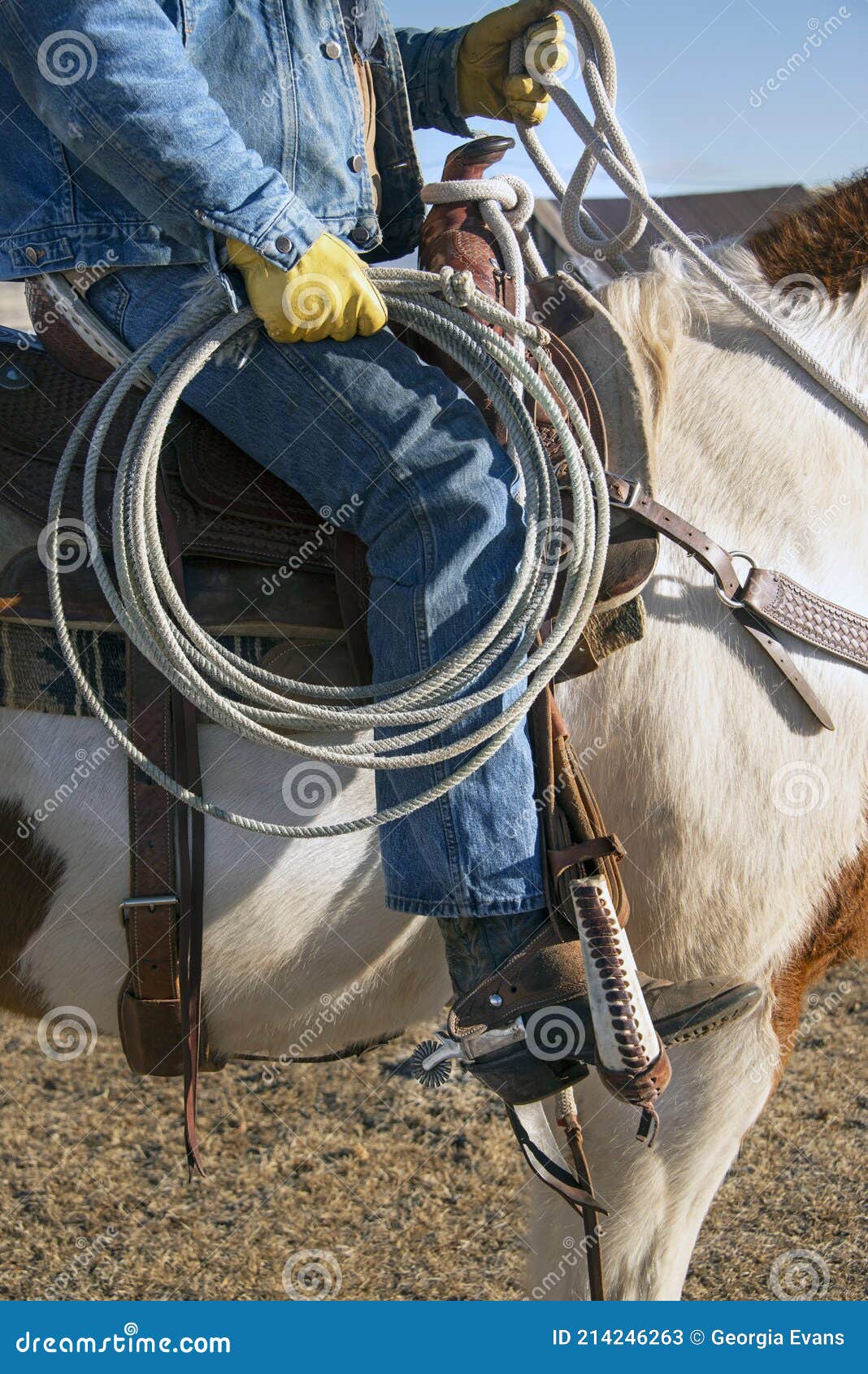 Cowboy Wrangler Ranch Hand Riding Paint Horse with Saddle, Boots and Spurs  Carrying a Lariat Rope Stock Image - Image of gloves, bandana: 214246263
