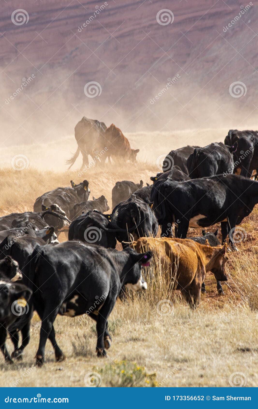 cowboys moving the herd