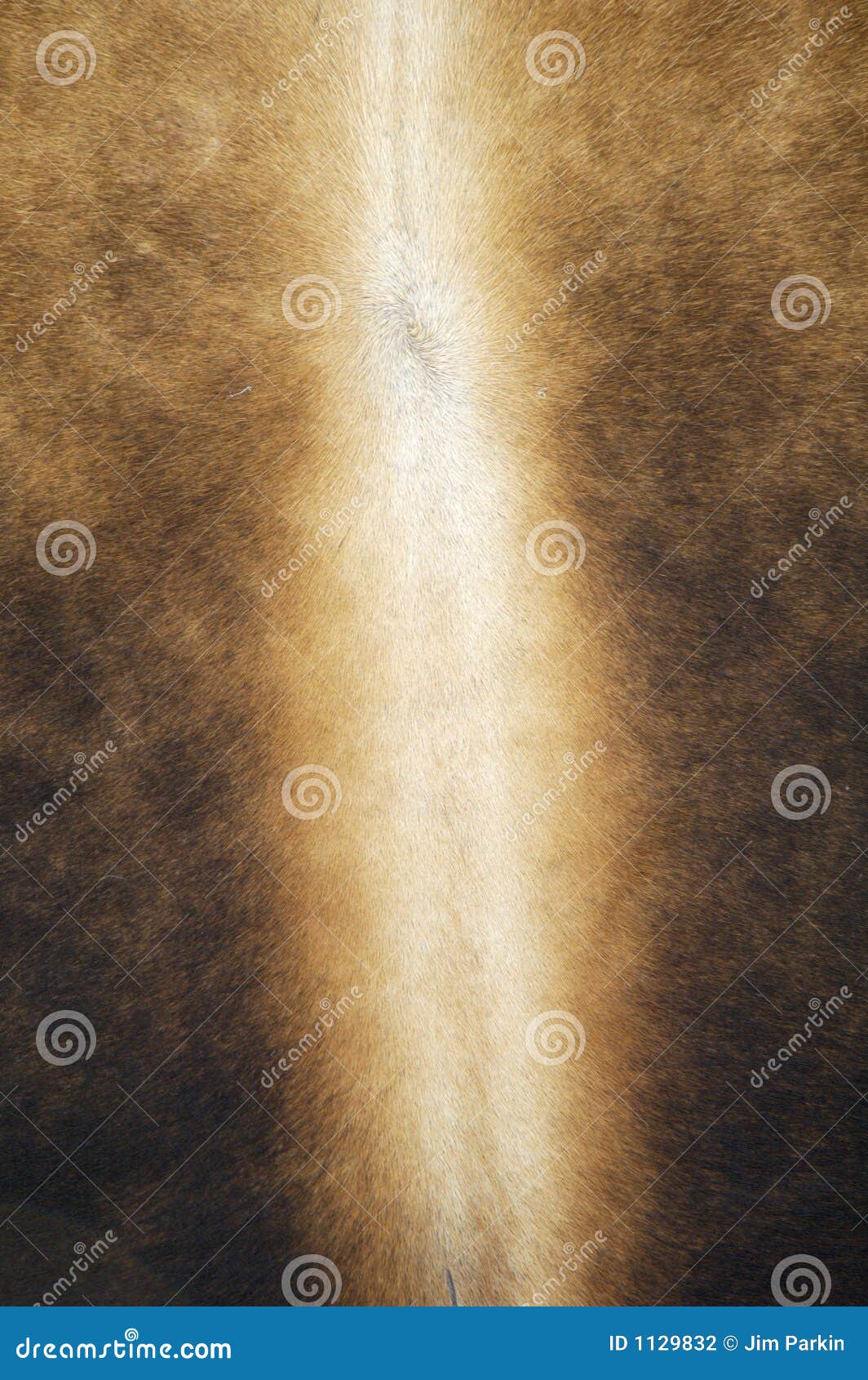 Cowhide stock photo. Image of patterns, fashion, bull 1129832