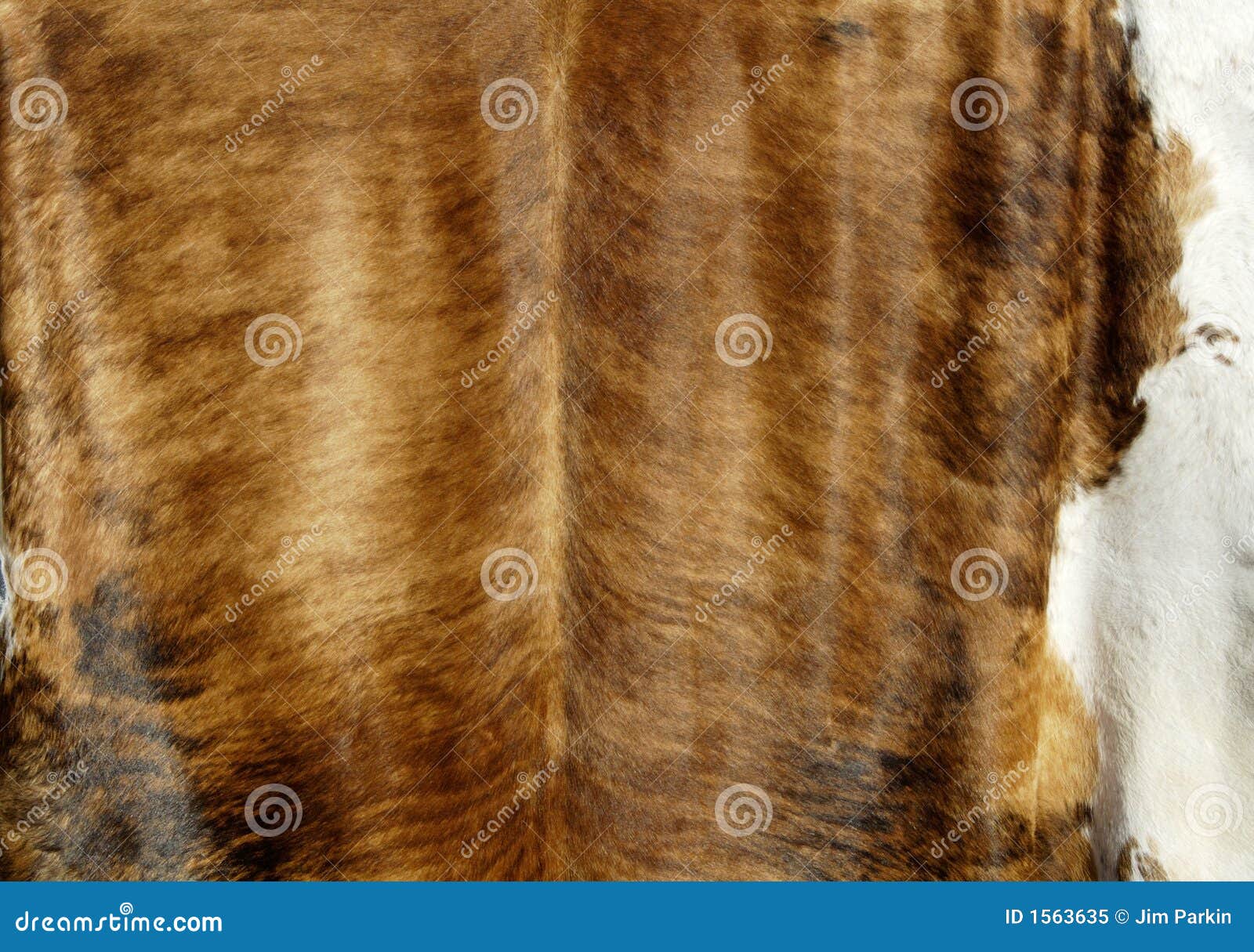 Cowhide Stock Image Image Of Leather Hanging Pattern 1563635
