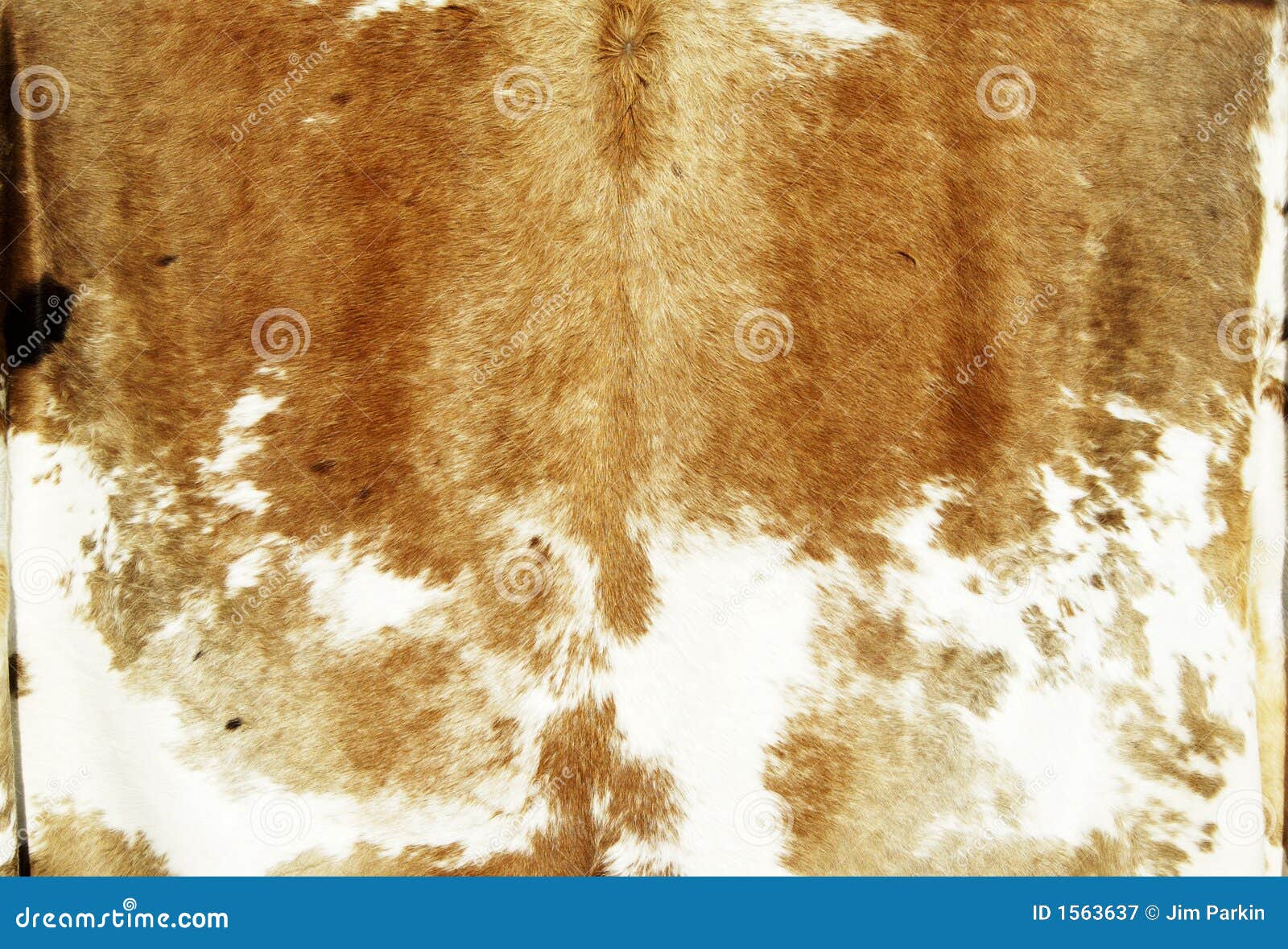 Cowhide Stock Image Image Of Animal Tanning Hair Hanging 1563637