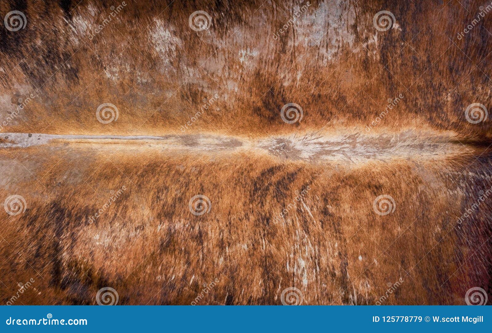 Cowhide Background Pattern Stock Image Image Of Stock Skin