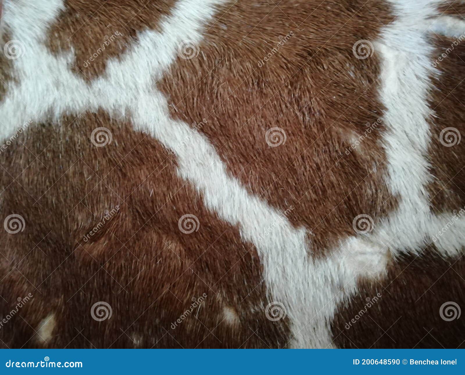 Cowhide Leather Colored Texture Stock Photo Image of print, farm