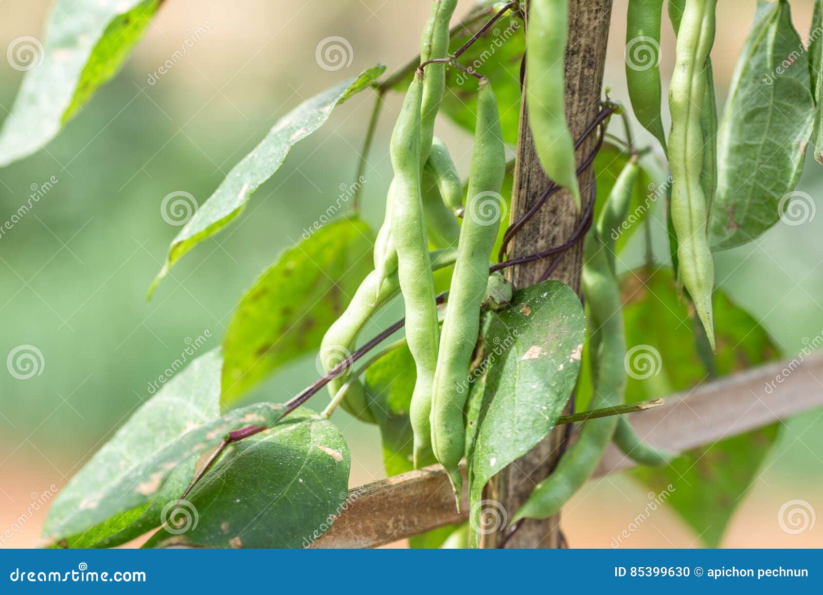 How To Cook Cowpea Vegetables