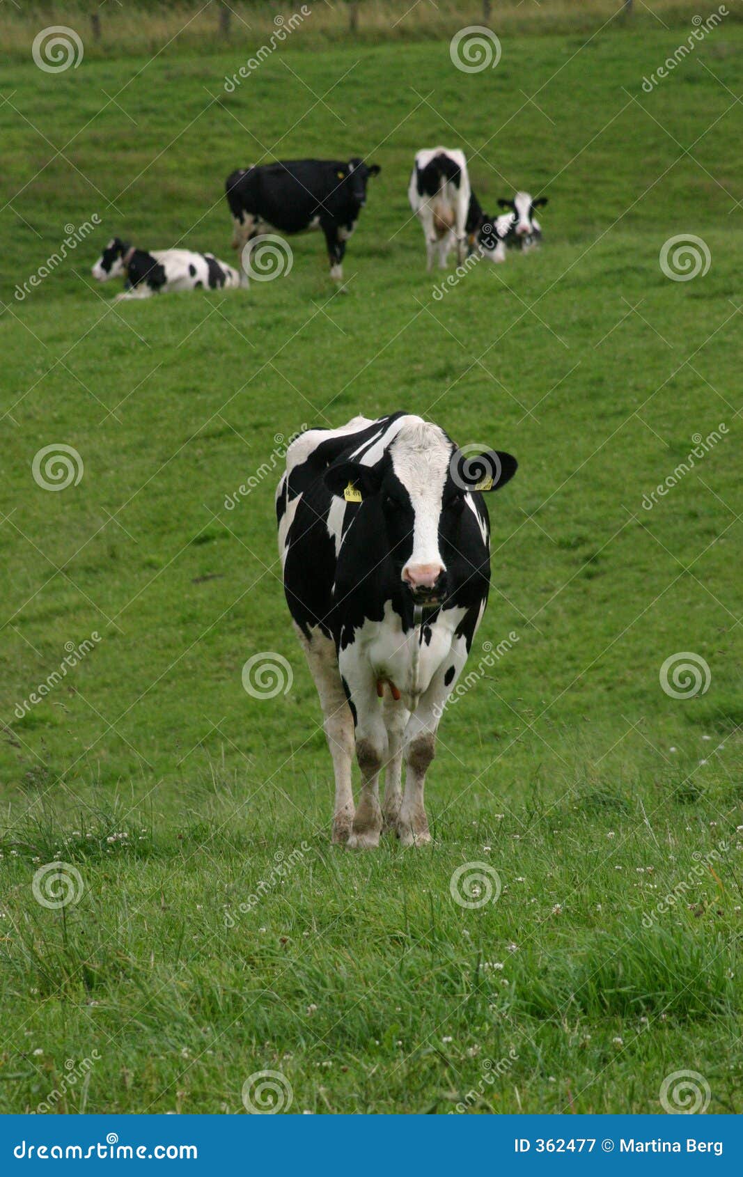 cows