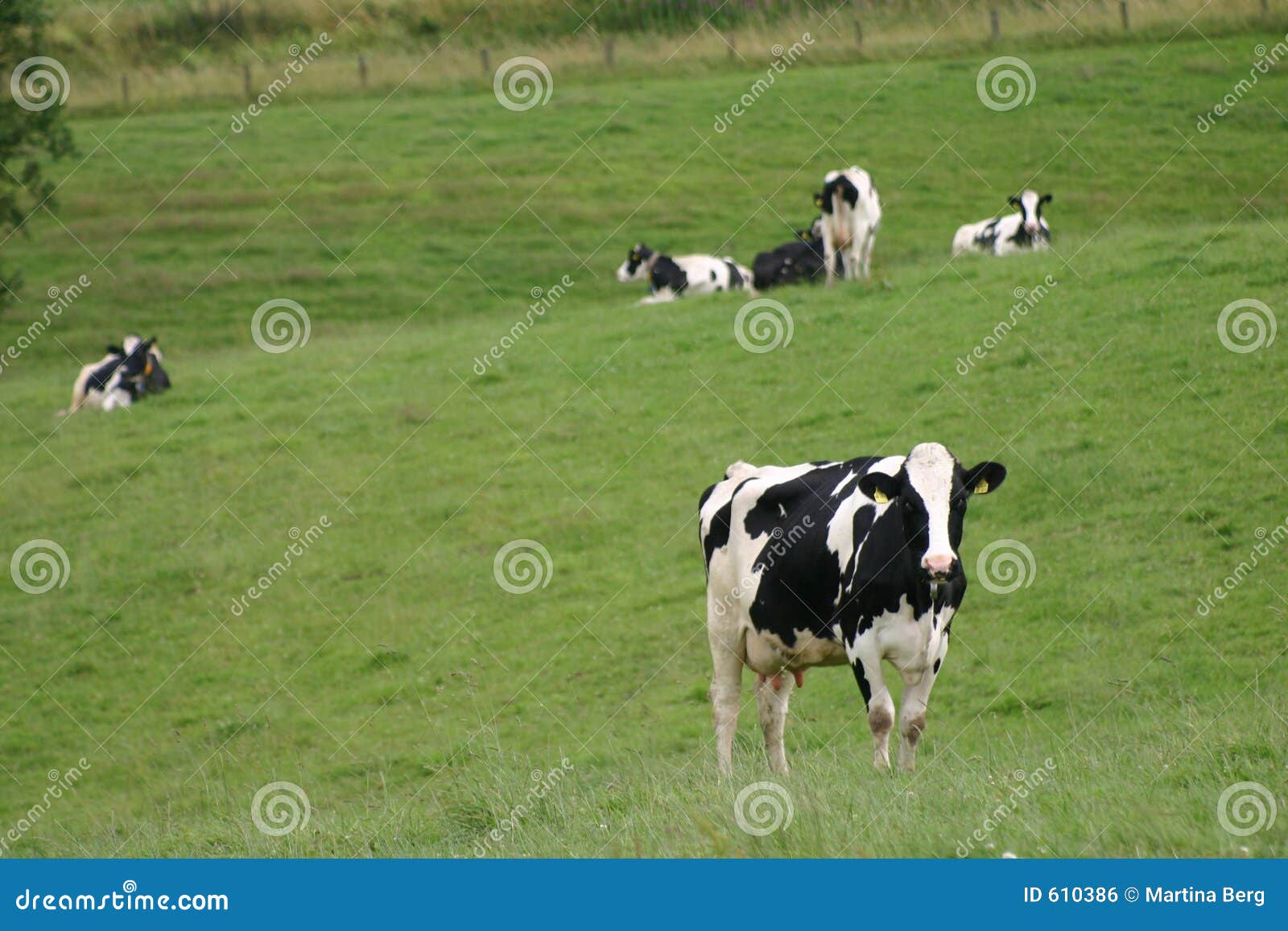 cows