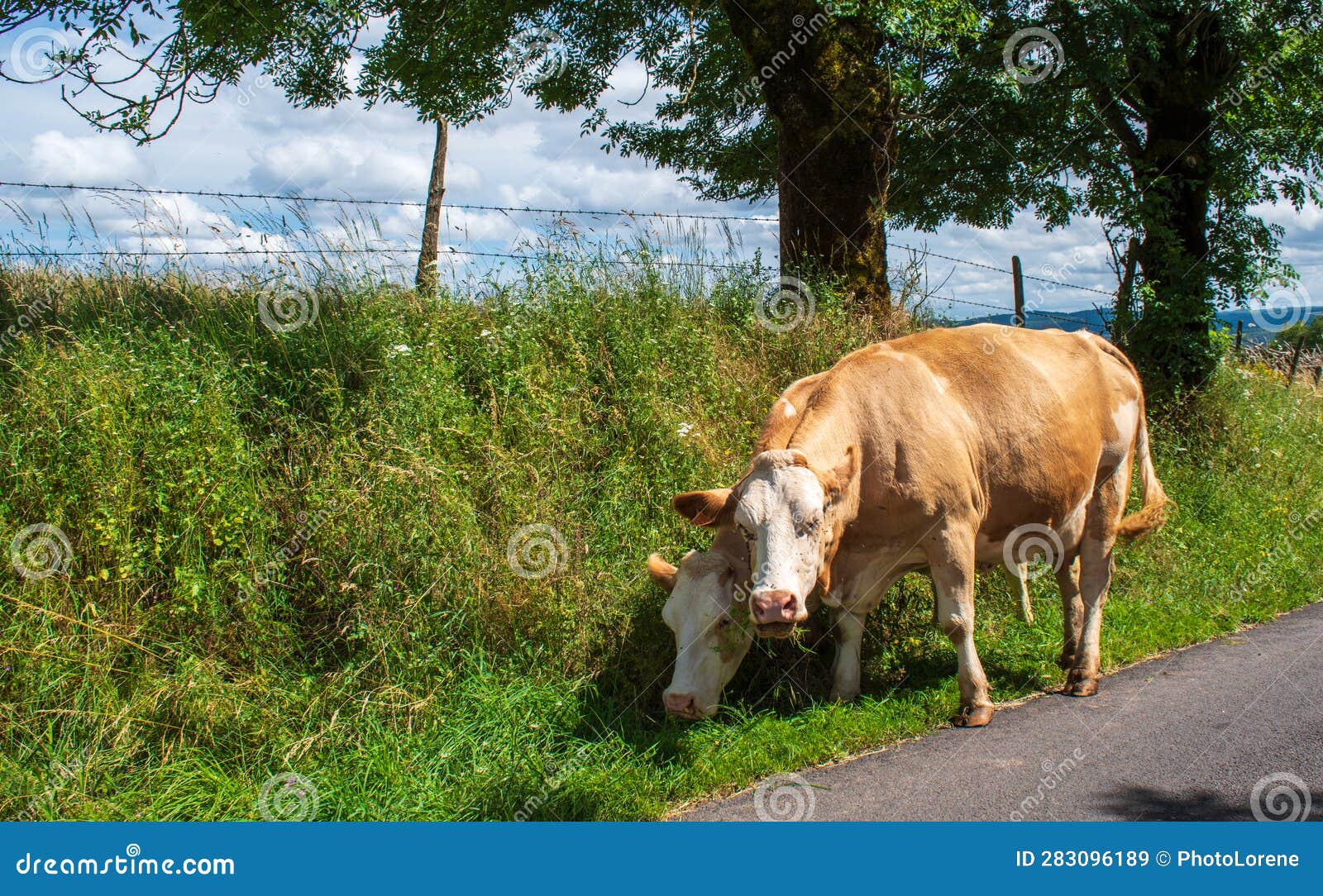 cows along the road in the aubrac region of southern france