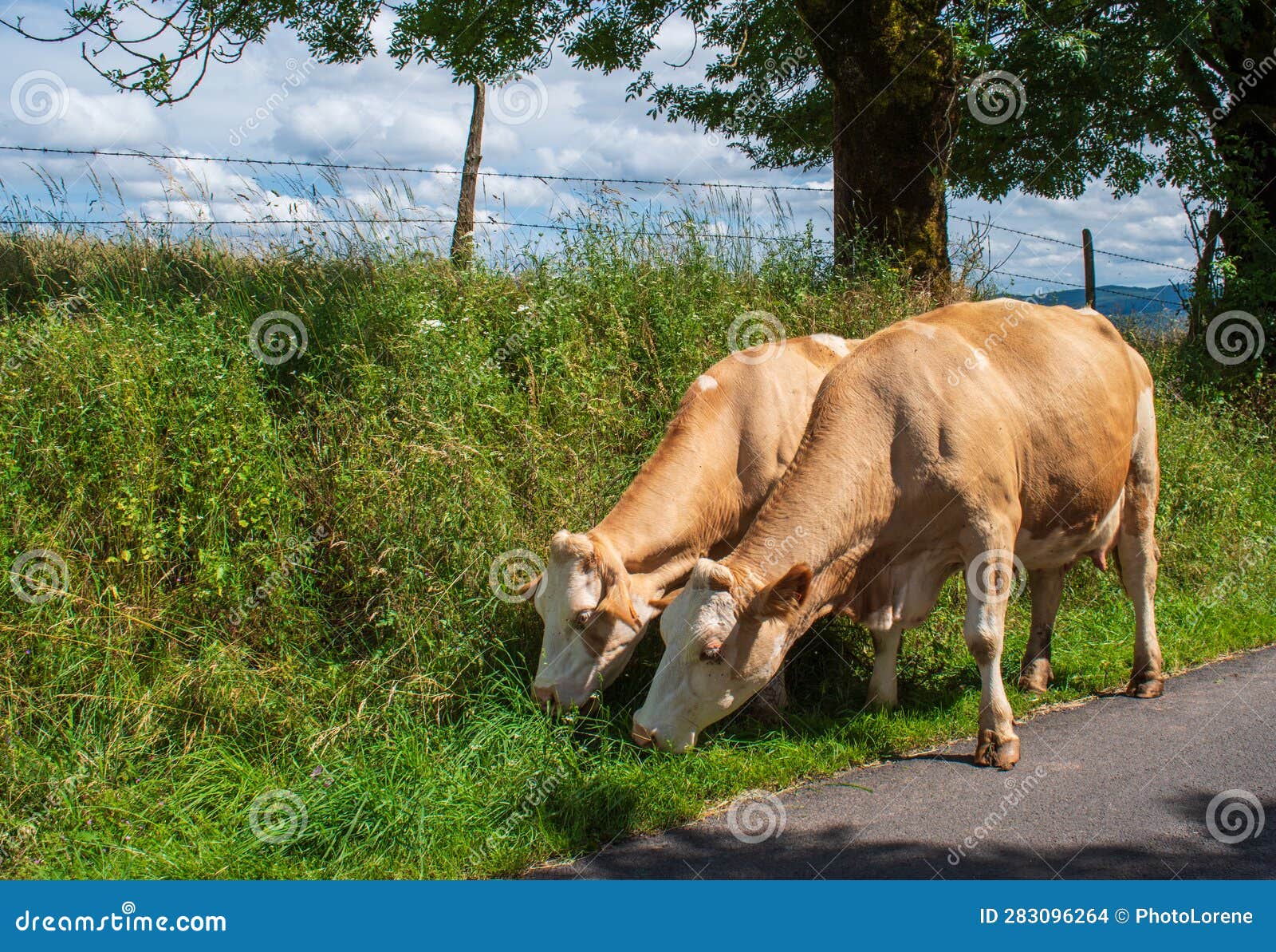 cows along the road in the aubrac region of southern france