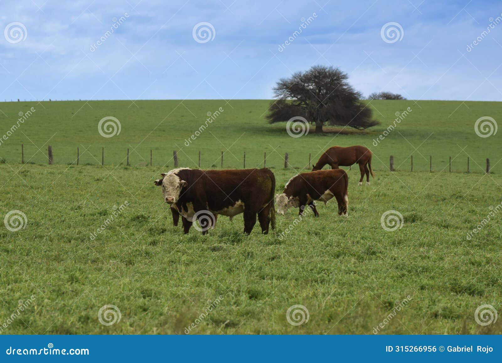 cows in the argentine countryside, la pampa,