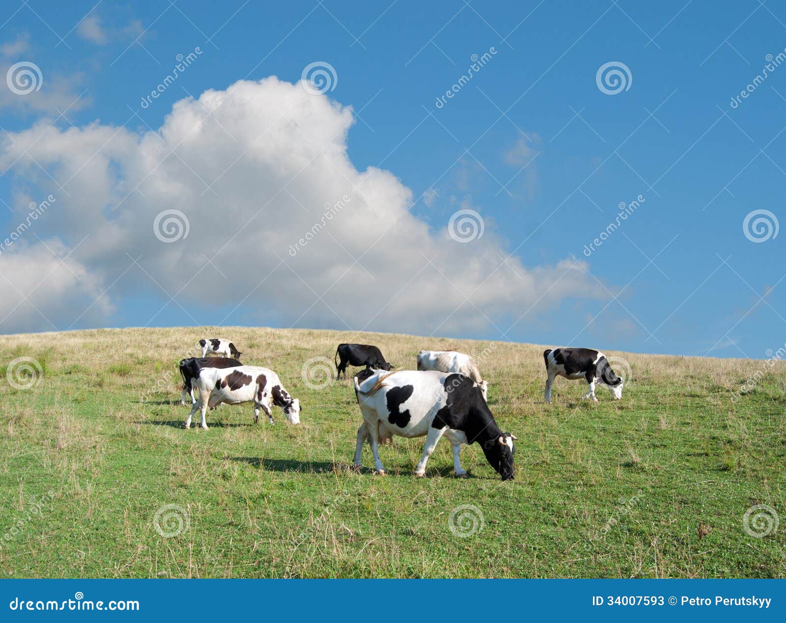 Cows Stock Image Image Of Bull Agriculture Grass Livestock 34007593