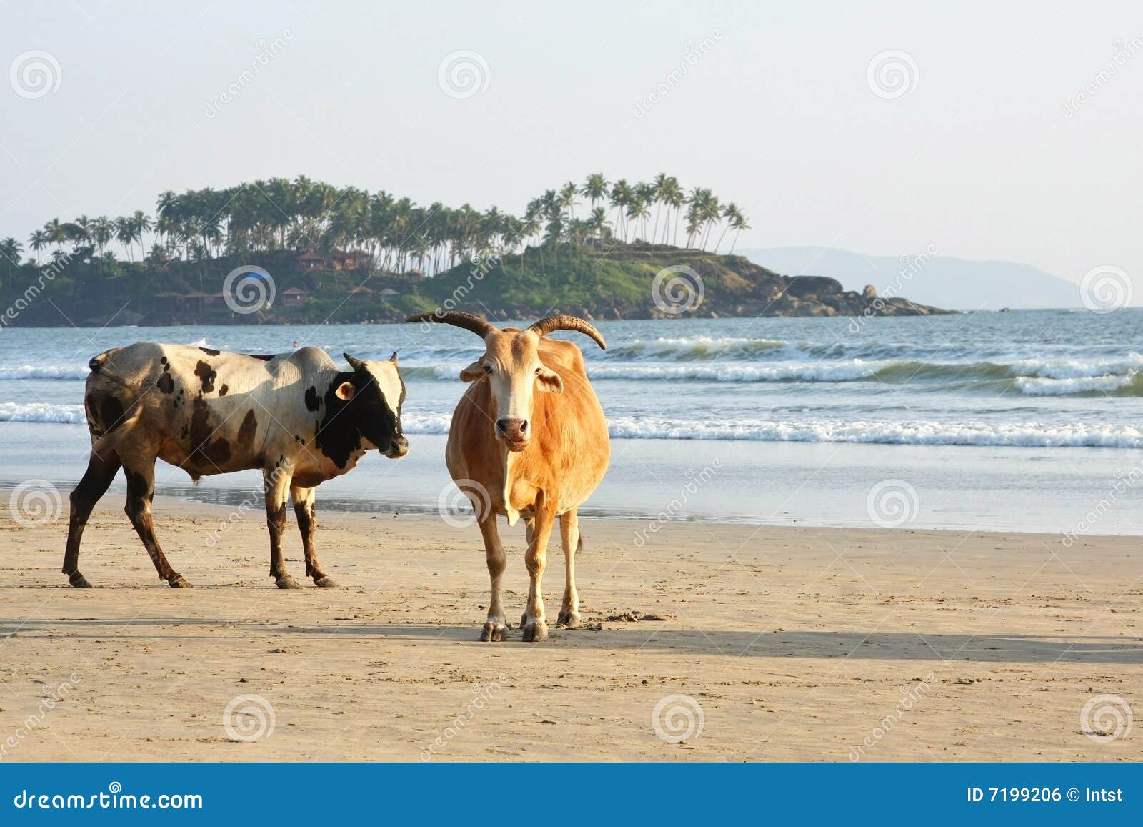Cows at the beach stock photo. Image of palolem, sand 7199206