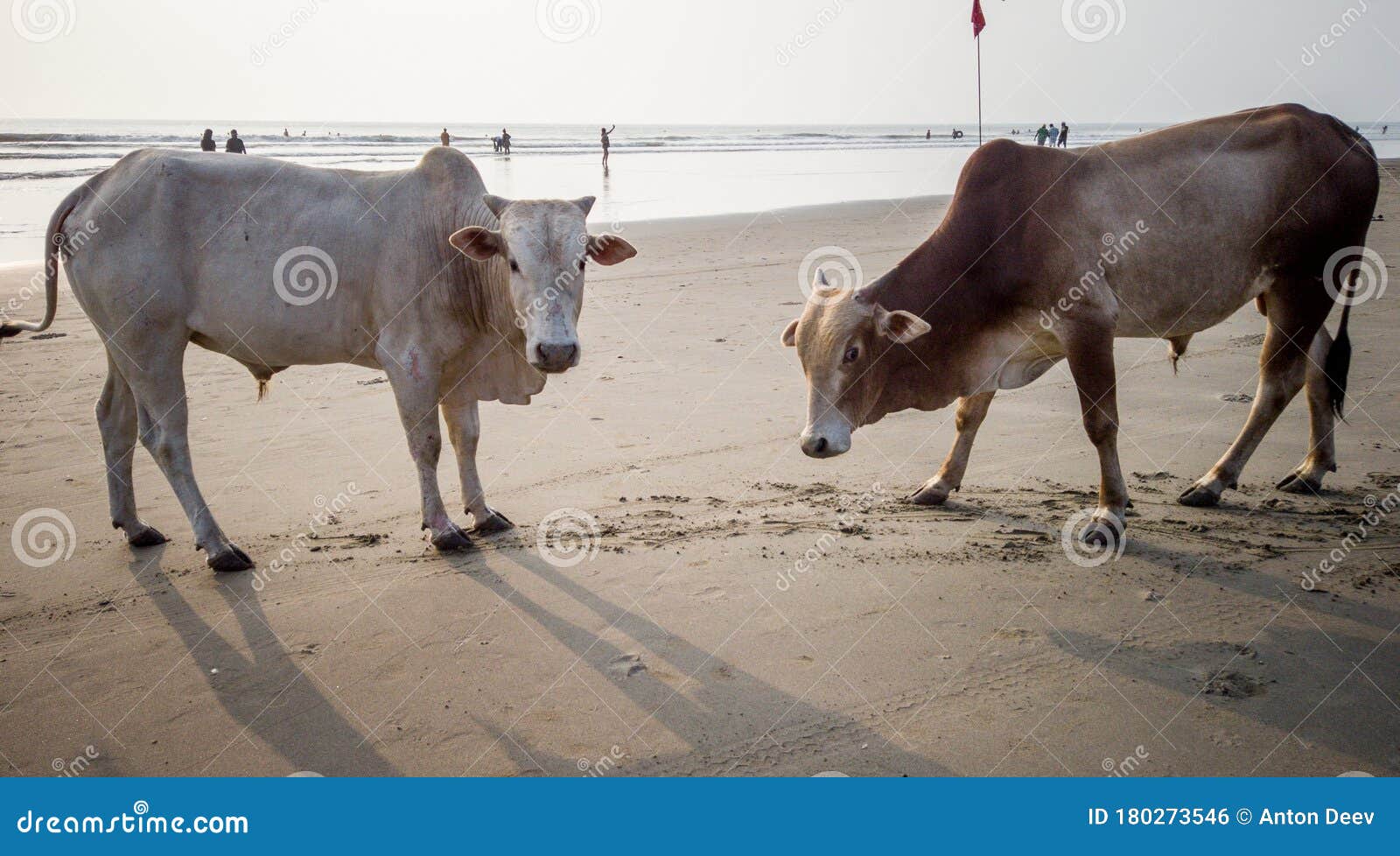 Cows on the Beach in India, Cows Resting on a Beach in Goa. Holy Indian Cows Resting on the Sea Beach Stock Photo - Image of unusual, cattle: 180273546 Cows on the Beach in India, Cows Resting on a Beach in Goa. Holy Indian Cows Resting on the Sea Beach Stock Photo - Image of unusual, cattle: 180273546