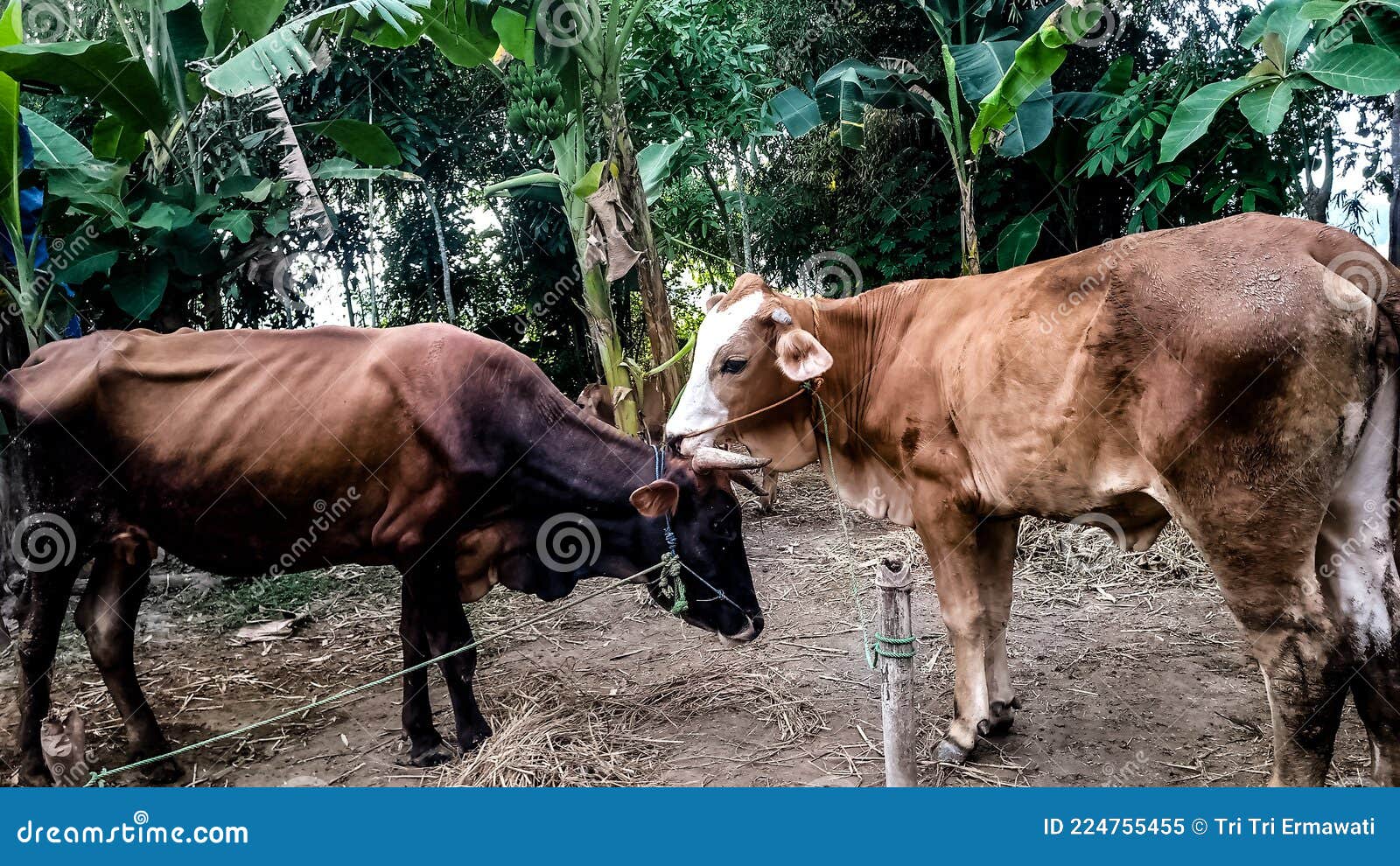 cows belonging to residents