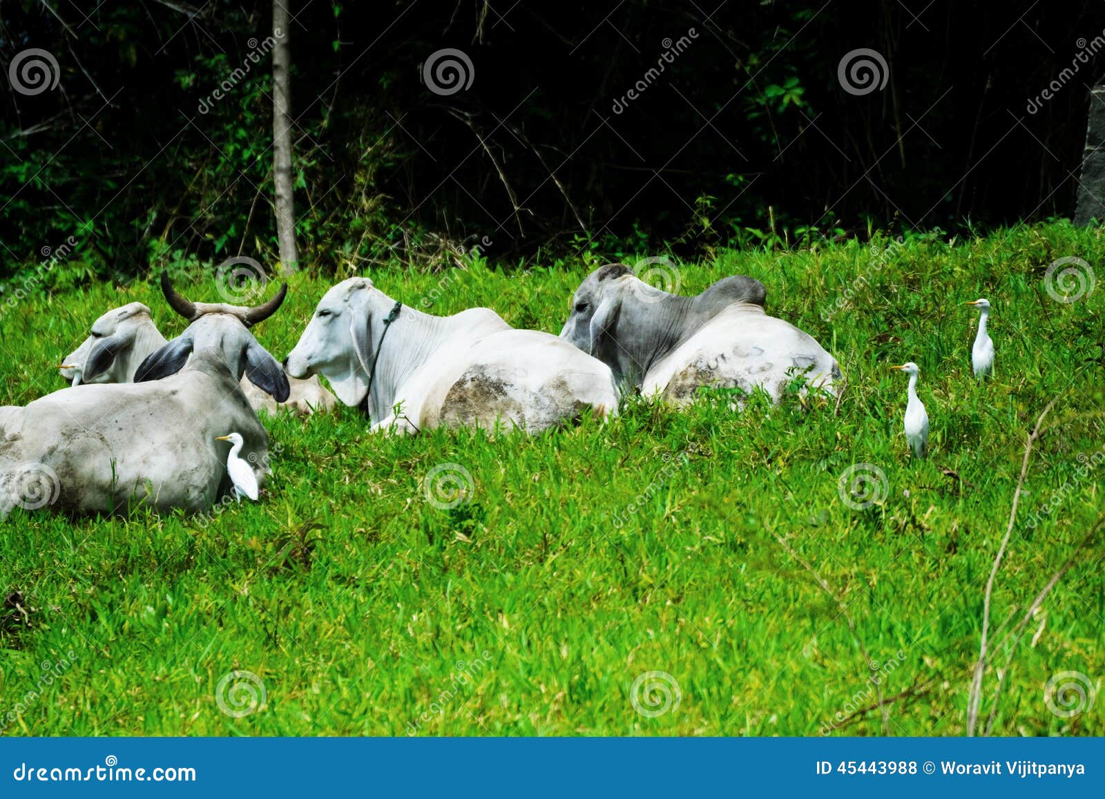 Cows and birds on the Farm stock photo. Image of mountains 45443988