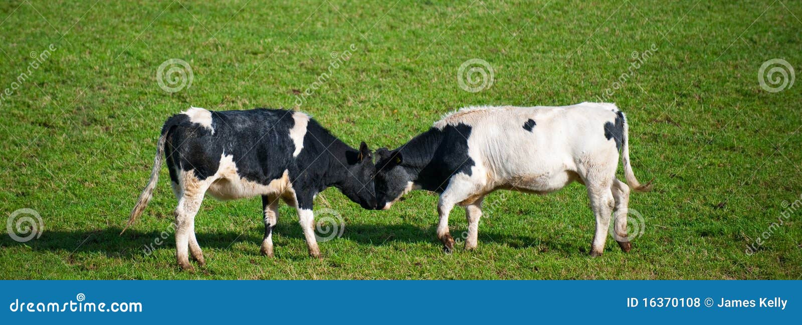 Cows Butting Heads Royalty Free Stock Photos Image 16370108