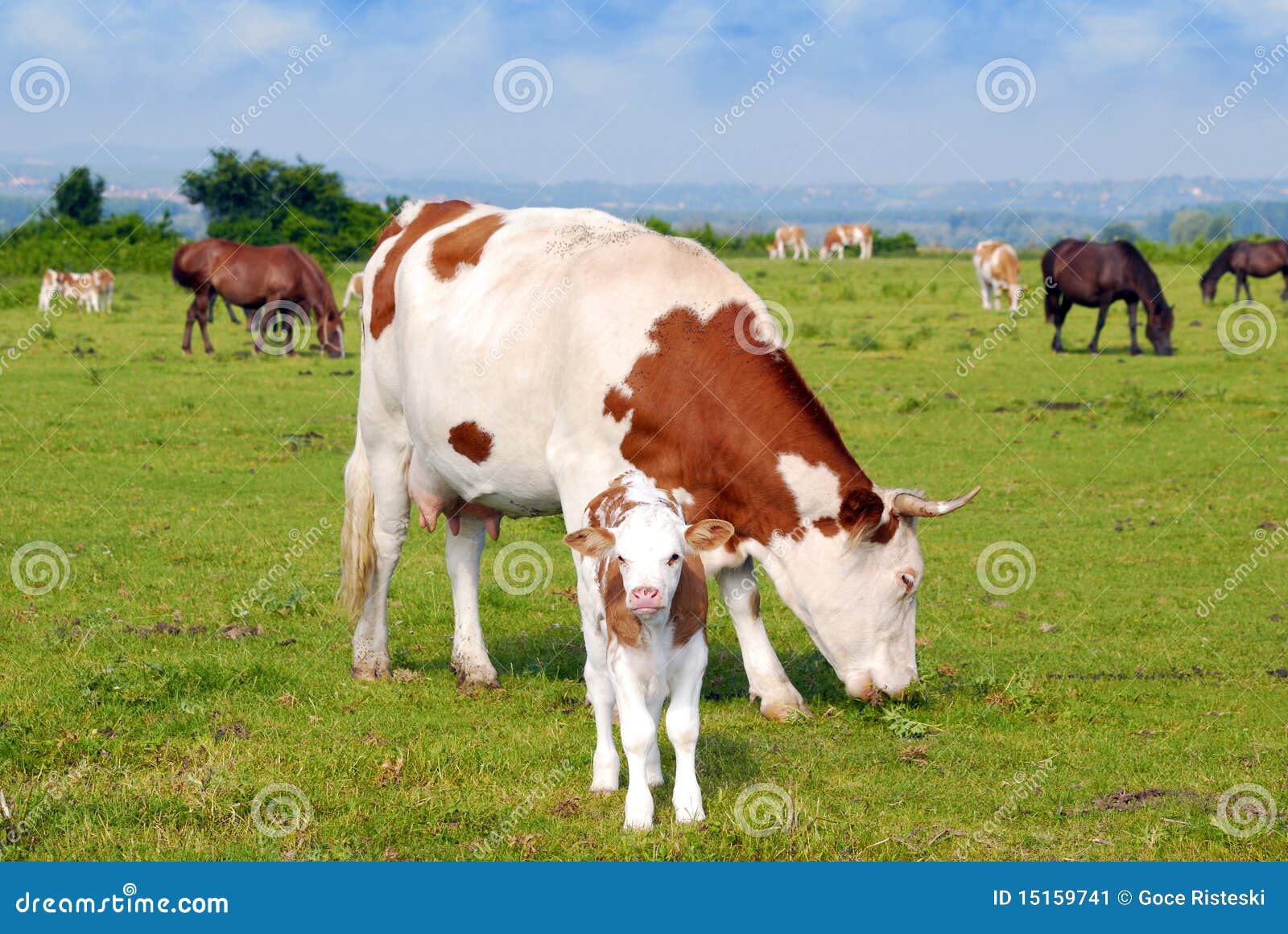 Cows calf and horses stock image. Image of foal, equine 15159741