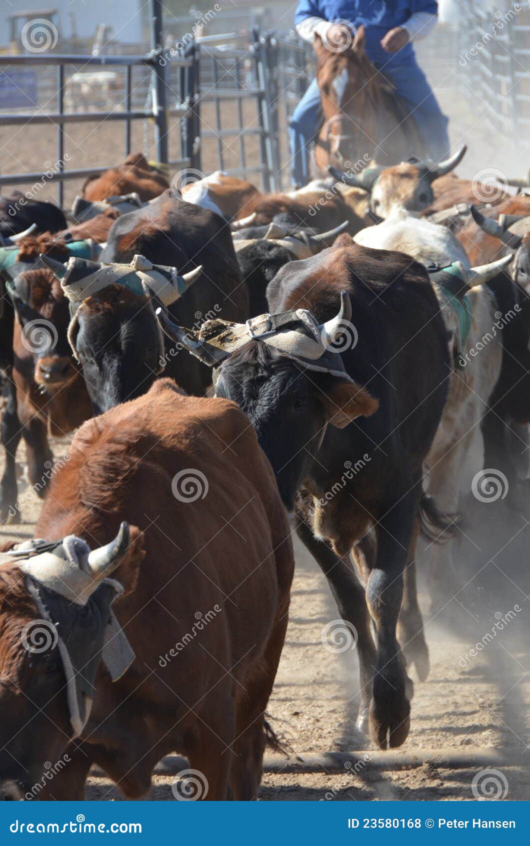cows in the cattle