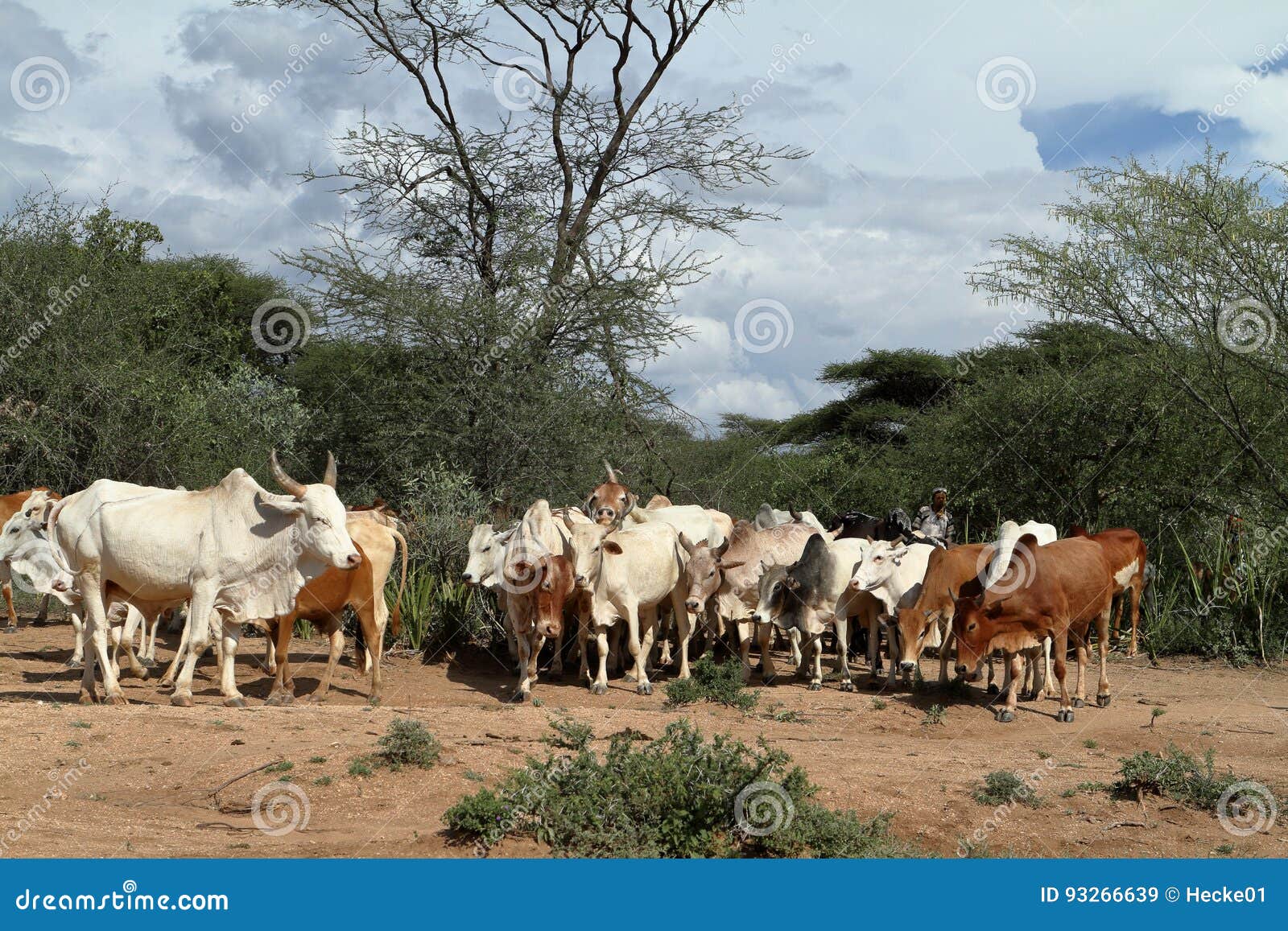Cows and Cattle in the Omo Valley of Ethiopia Stock Image Image of hamar, africa 93266639