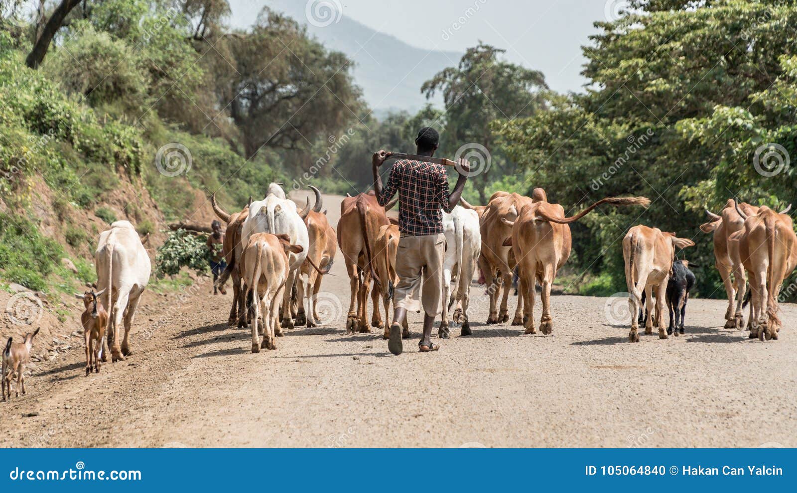 Cows and Cattle in the Omo Valley of Ethiopia Editorial Image Image of cattlebreeders, cubs