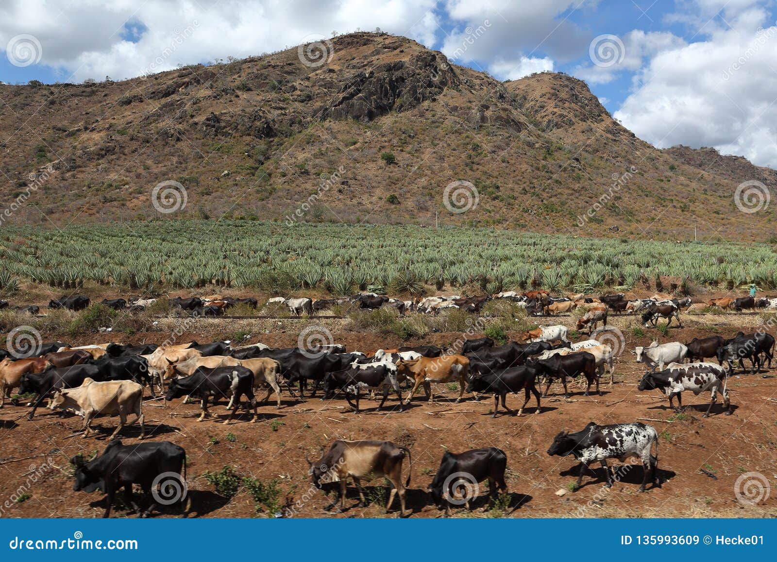 Cows and Cattle in Tanzania Stock Image Image of agriculture