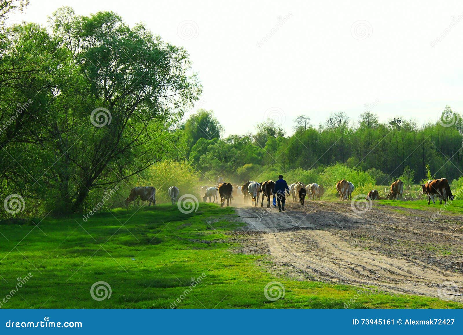 cows comes back from pasture with herder