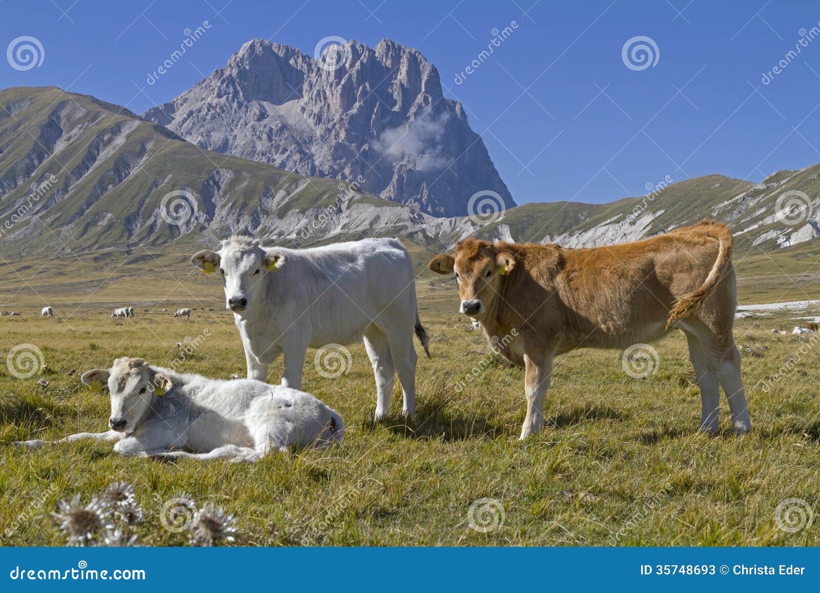 cows and corno grande