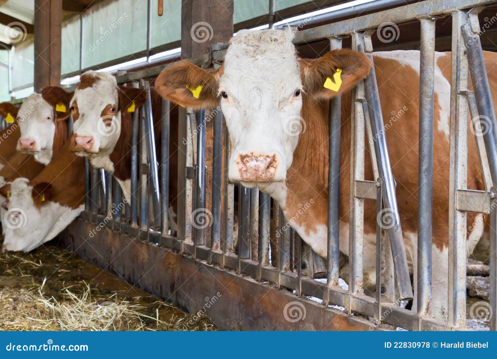 Cows in a cow shed stock photo. Image of snout, animal 