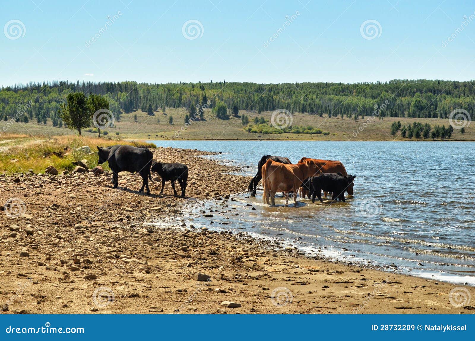 cows are drinking water from the lake