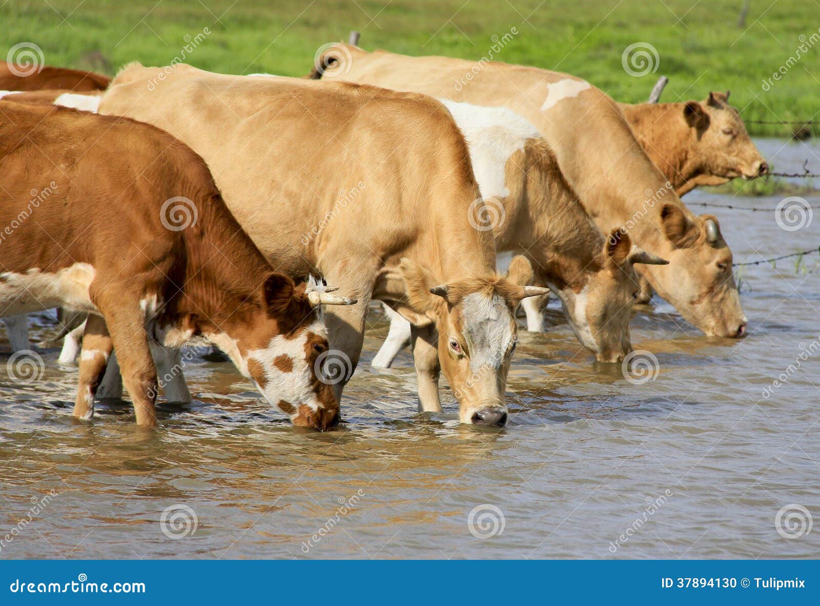 cows drinking water