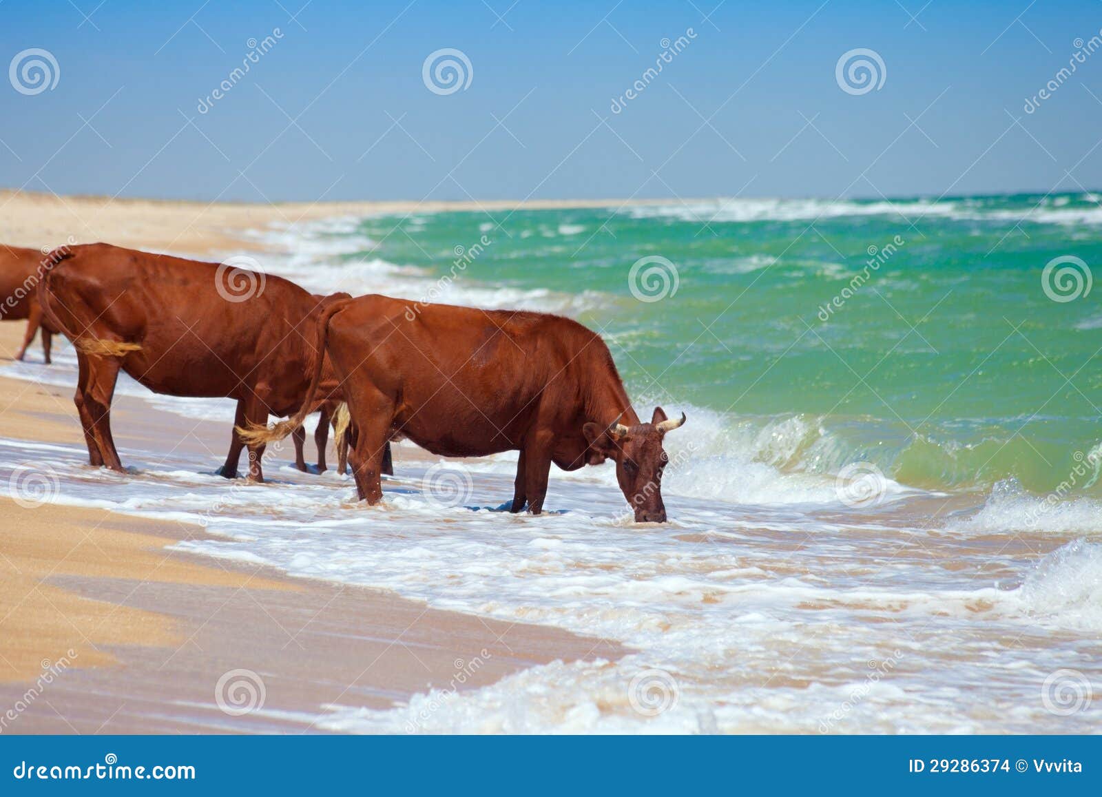 Cows Drinking Water from Sea Stock Photo Image of drinking, deserted