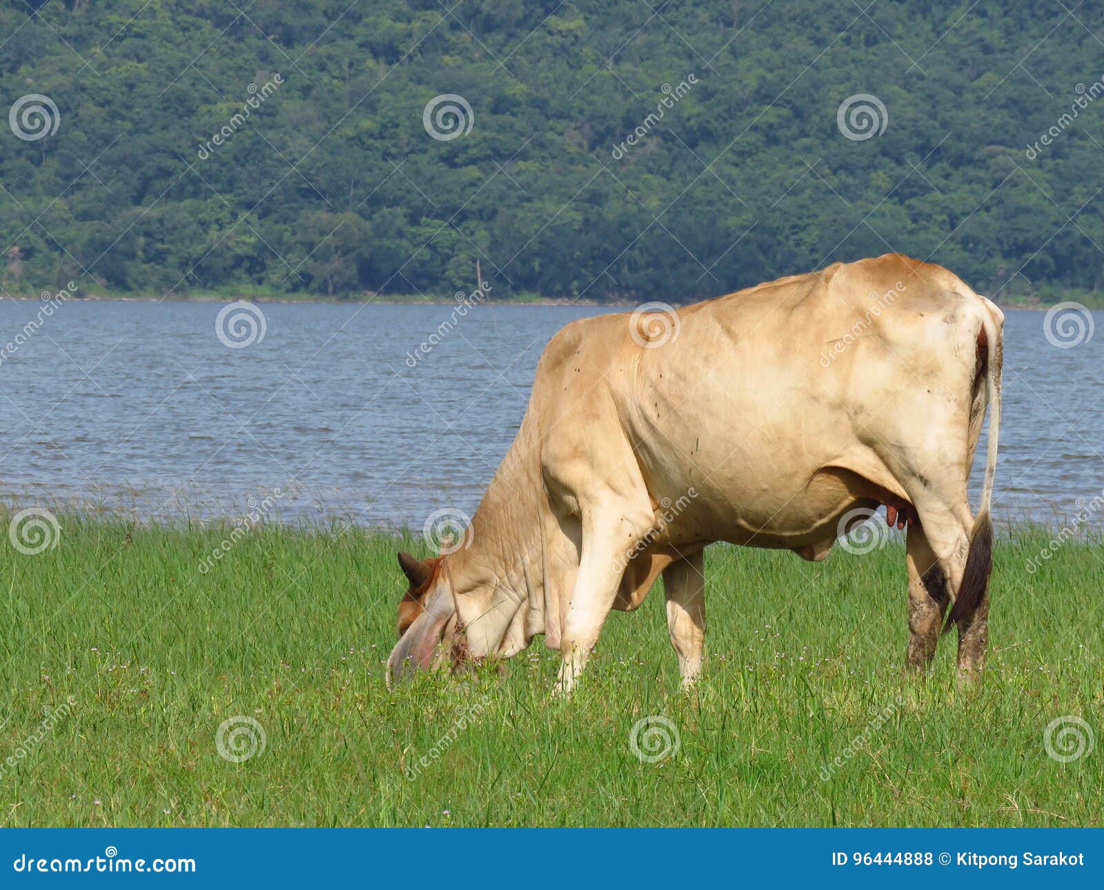 Cows Eat Grassriver mountainous Backdrop Stock Photo Image of calf