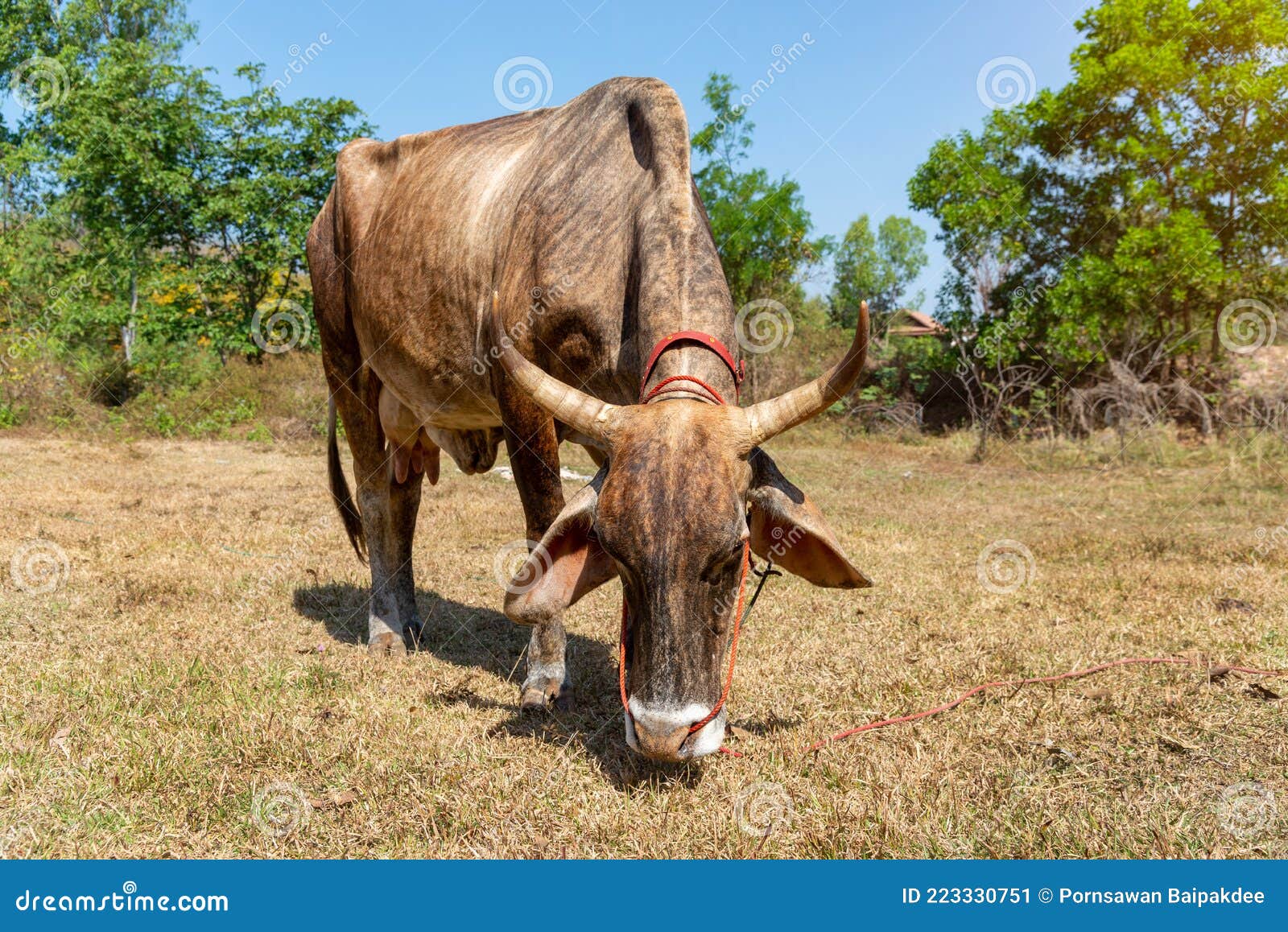 cows is eating grass in the fiel,