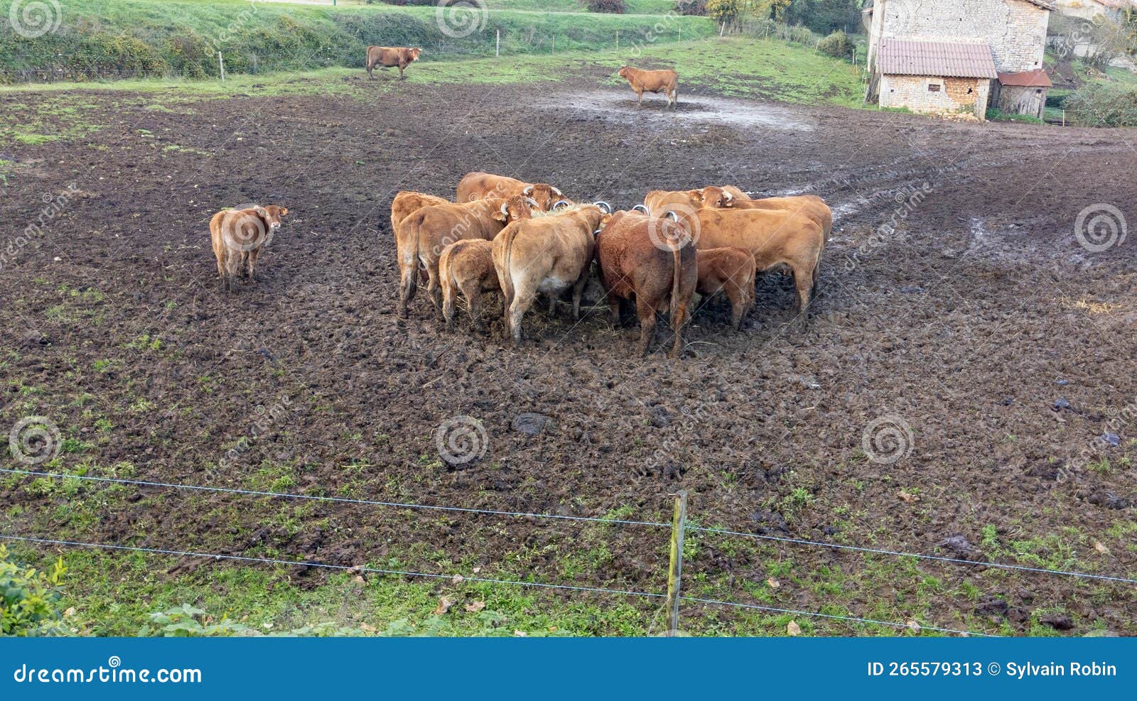 Cows Eating Hay in Cowshed Straw in the Farm Stock Image Image of landscape, grass 265579313
