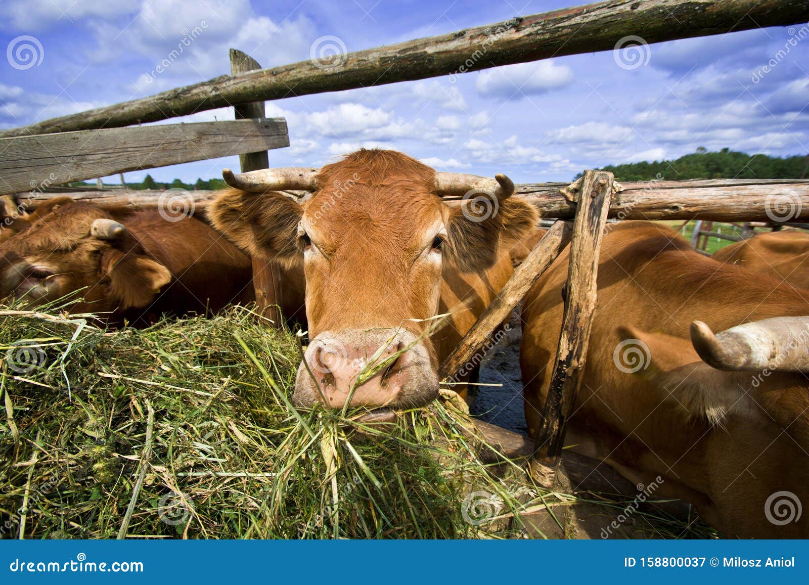 Cows eating straw stock image. Image of farmland, grassland 158800037