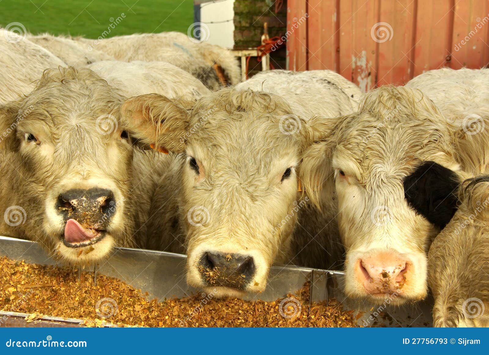Cows eating from a trough stock image. Image of limburg 27756793