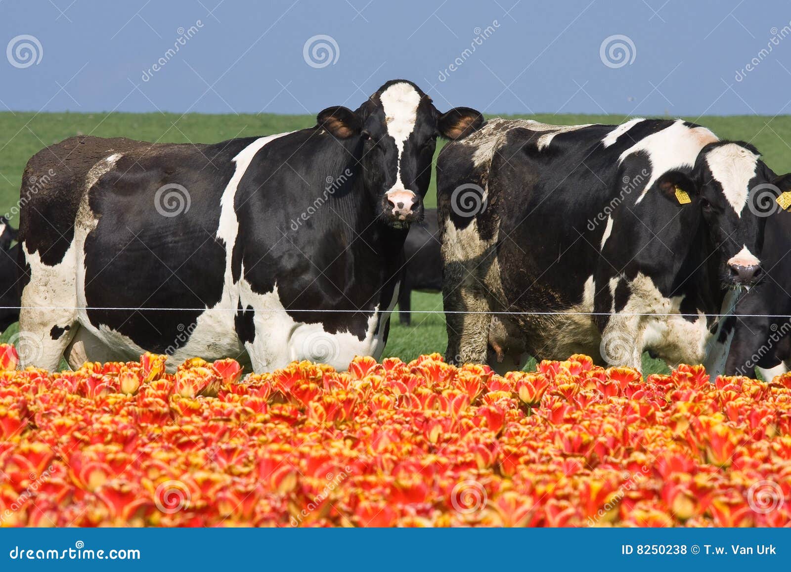 Cows eating Tulips stock photo. Image of blooming, grow 8250238