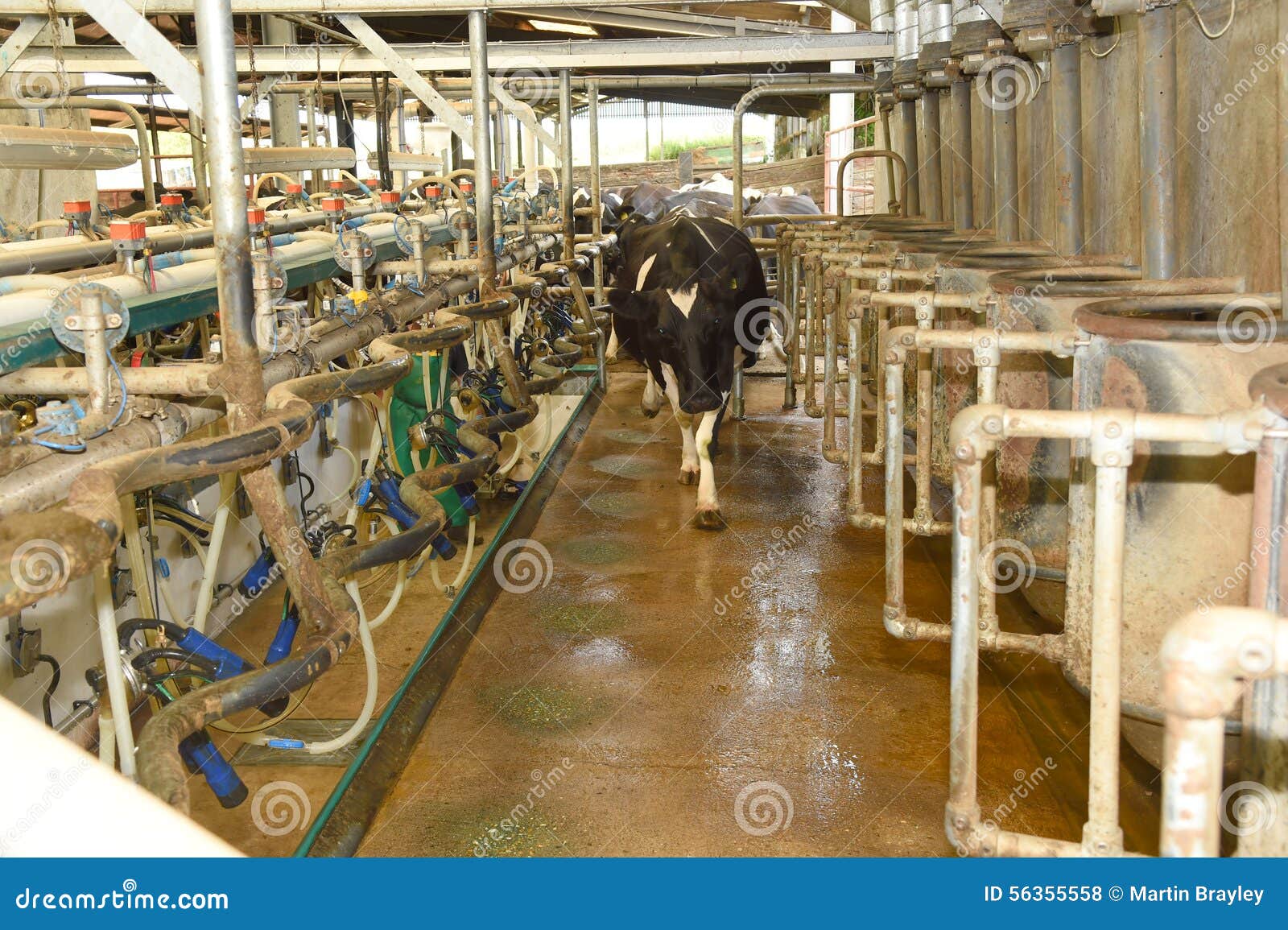 Cows Enter A Milking Shed Stock Photo - Image: 56355558