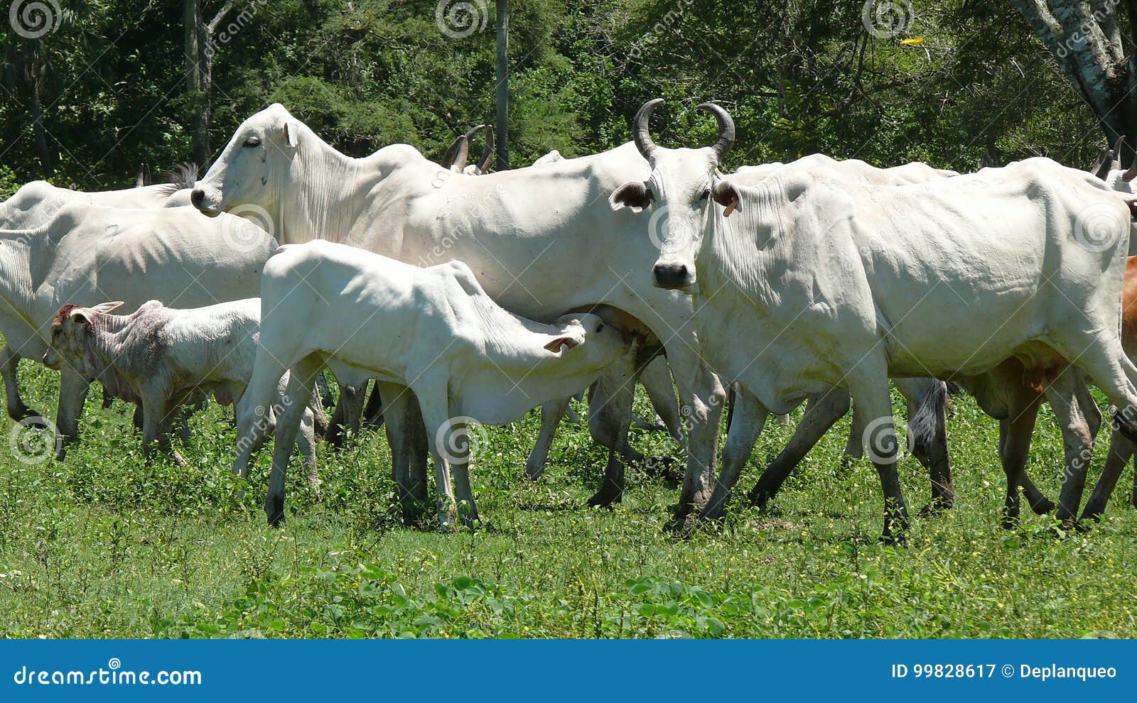 cows in estancia. bolivia, south america.