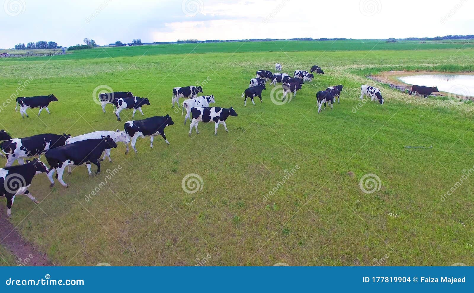 Cows in a Farm. Dairy Cows in a Farm Stock Photo Image of industry