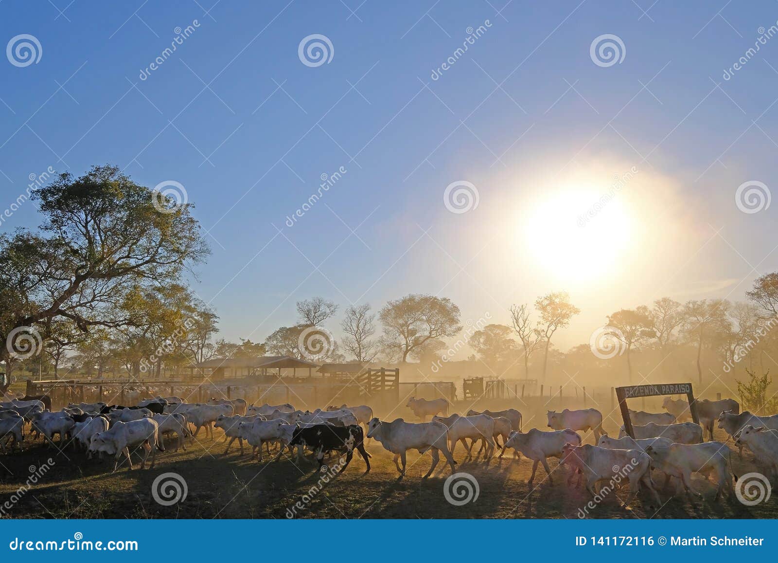 cows on farm with sign fazenda paraiso - paradise farm portuguese text, transpantaneira road, pantanal, pocone, brazil
