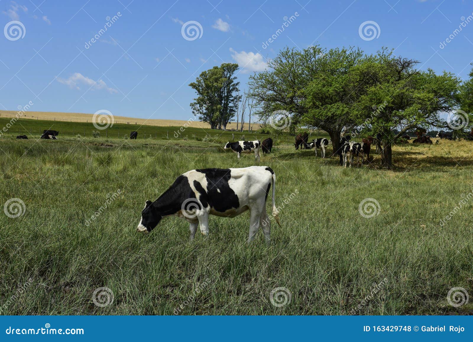 cows fed with grass,