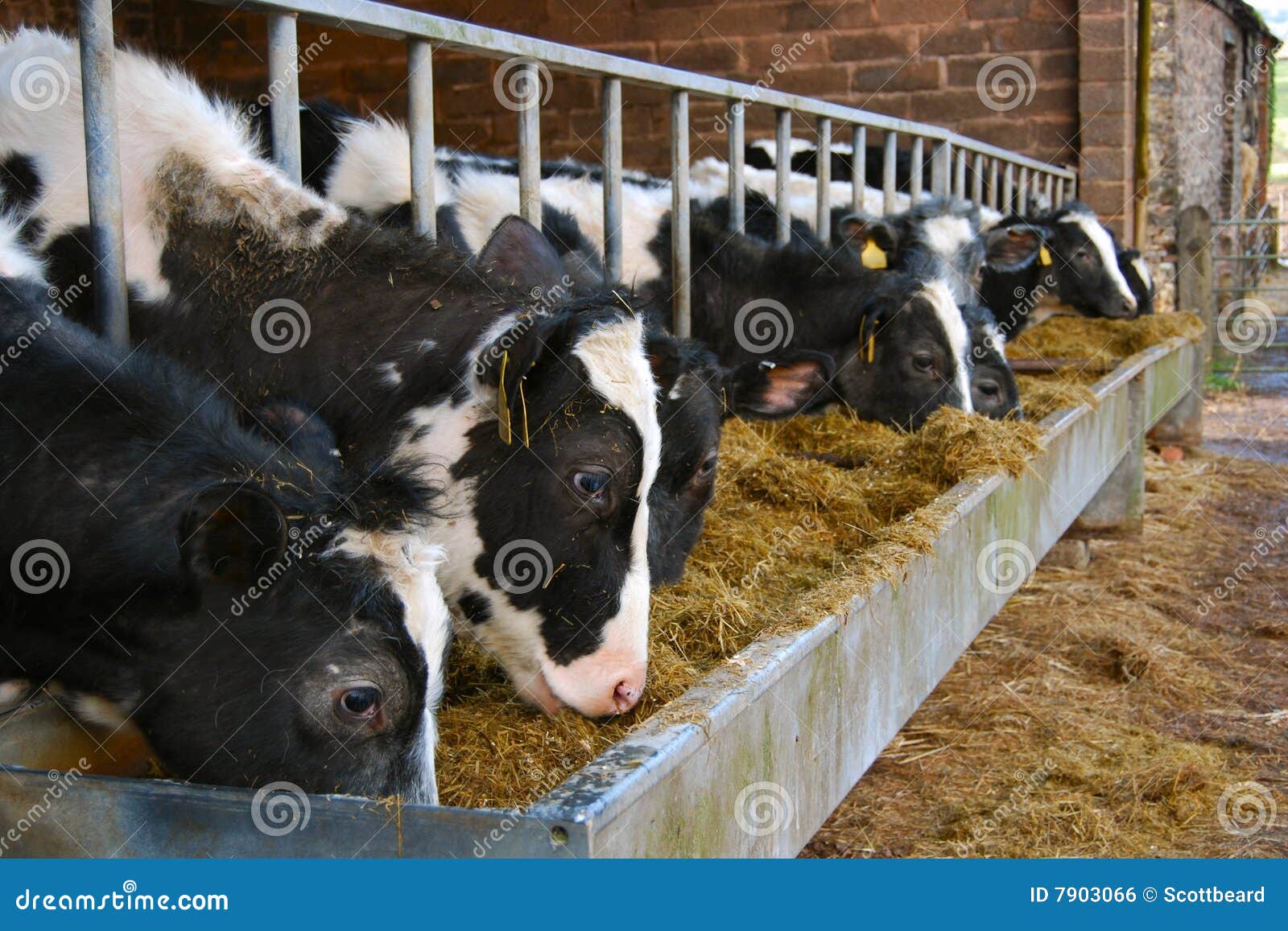 Featured image of post Metal Animal Feed Troughs : Pet service in atherton, wigan, united kingdom.