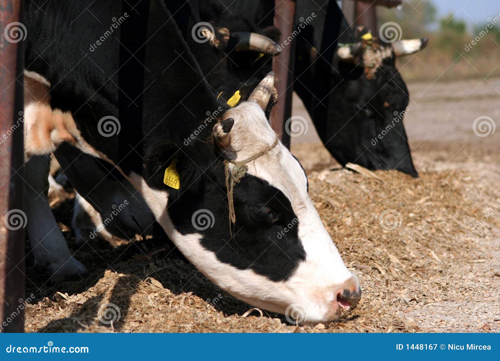 Cows at feeding time stock image. Image of field, pinnae 1448167