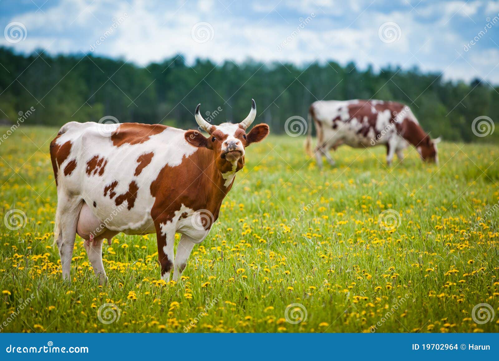 cows in a field