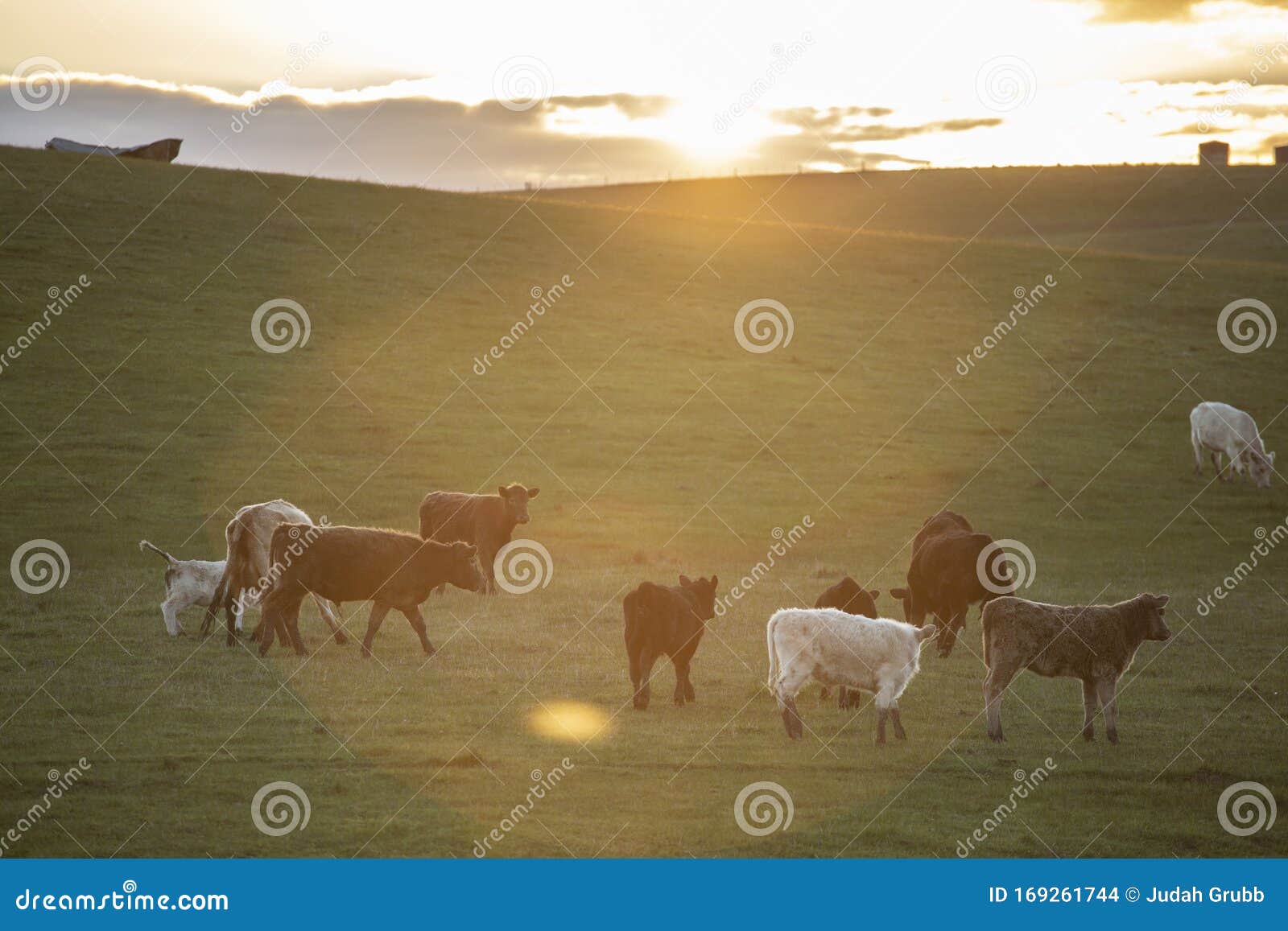 Cows in Field and Hills at Sunset Stock Photo - Image of farmland ...