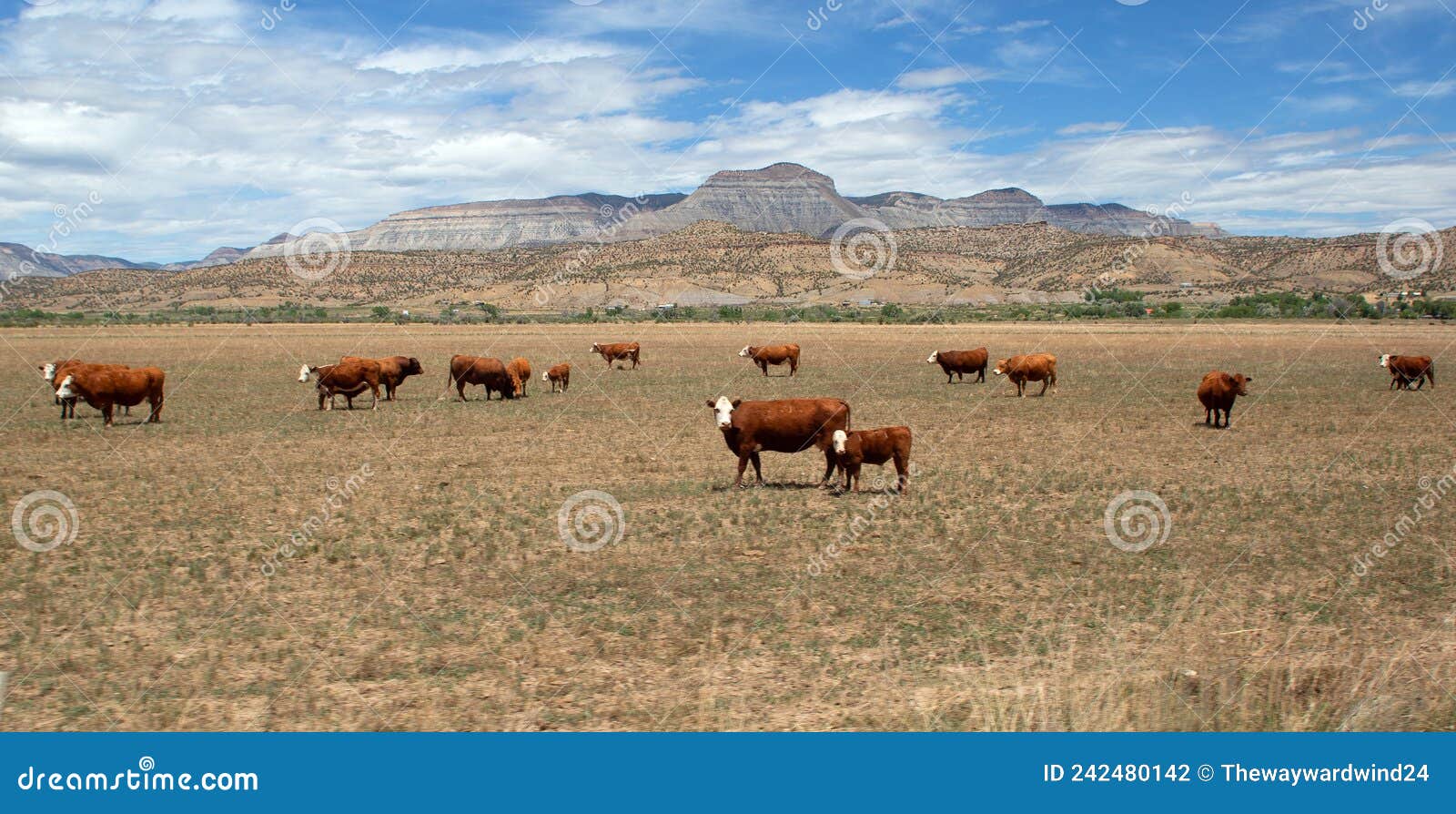 cows in a field before a mountain range