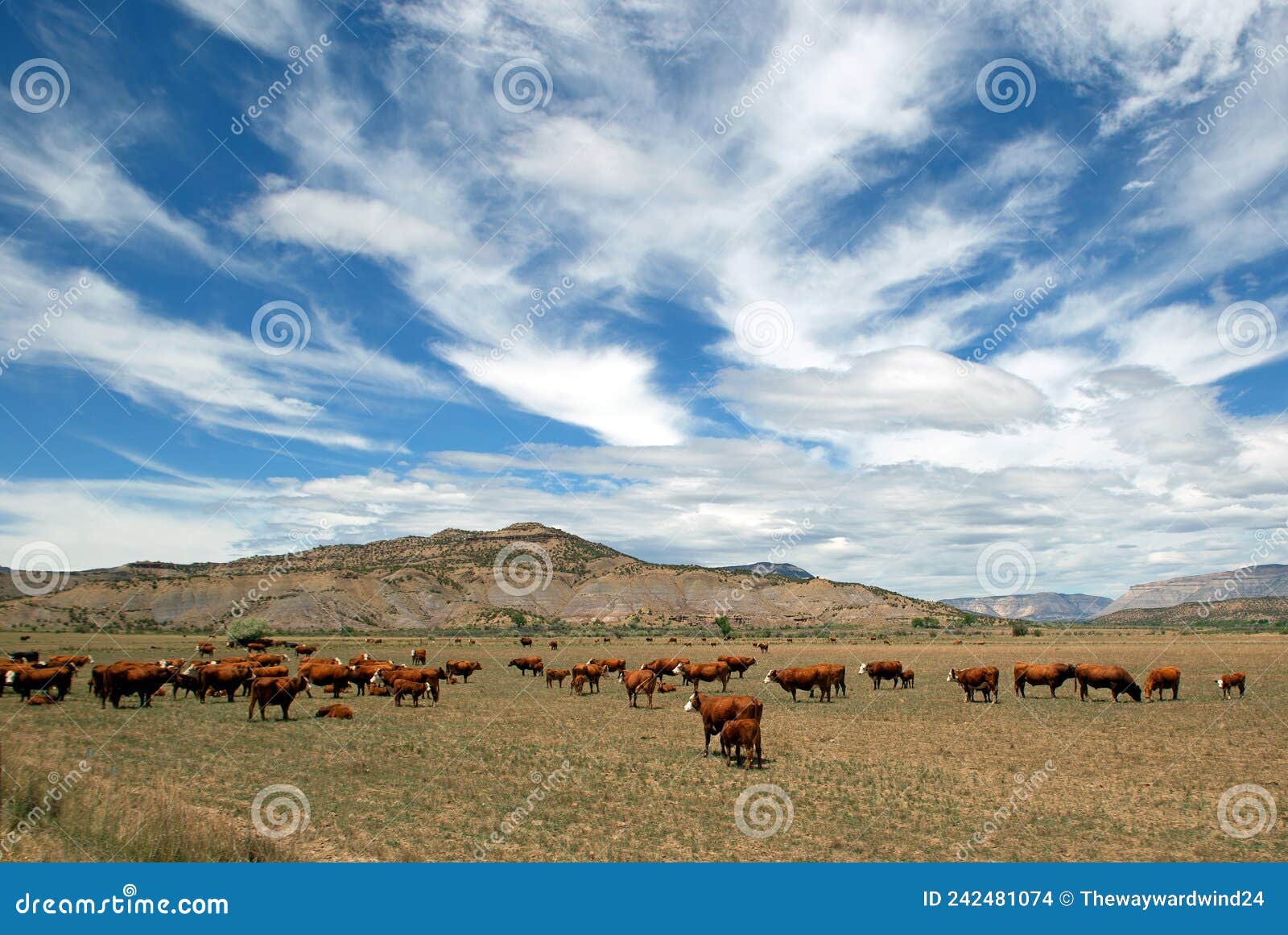 cows in a field before a mountain range