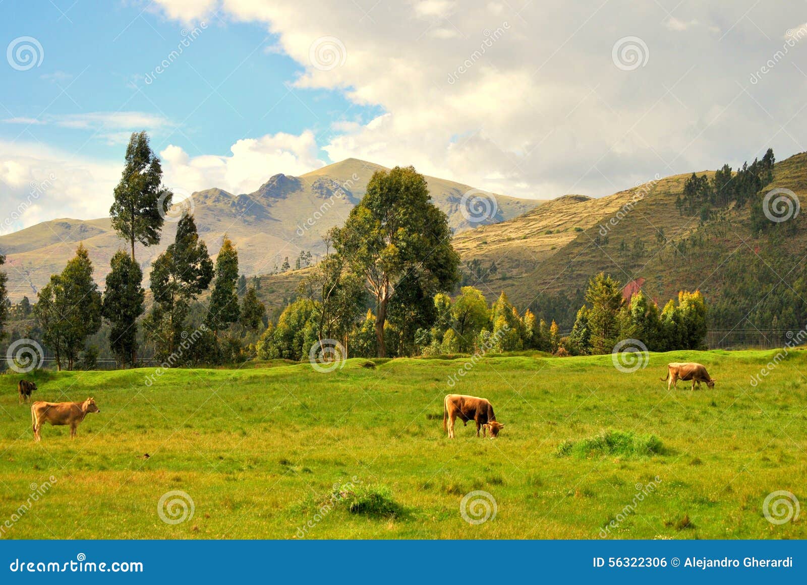 cows in the field