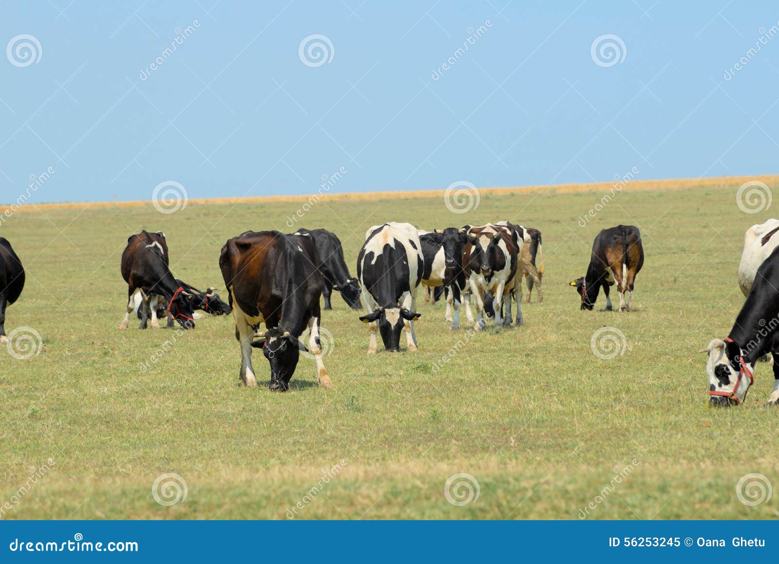 Cows on field. stock image. Image of blue, farming, fresh - 56253245